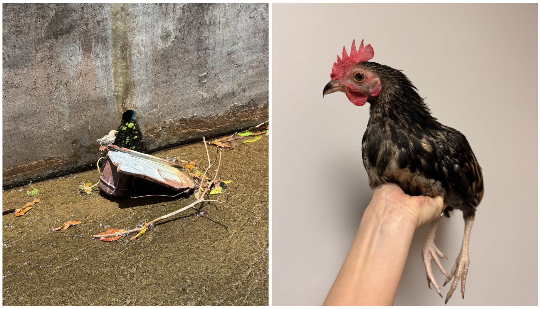 Kermit the Rooster