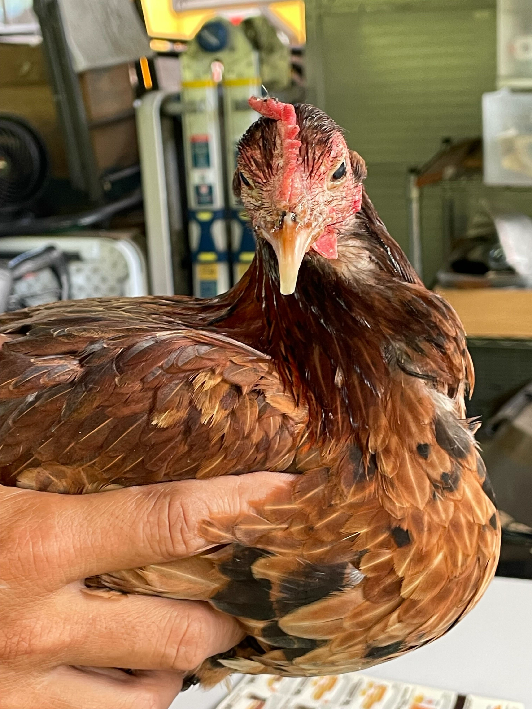 Annie was rescued after being used as a "bait hen" for hen fighting. Yes, hen fighting is also a thing. She is blind from being pecked in the eyes and her nails were removed by the humans that were using her as bait.