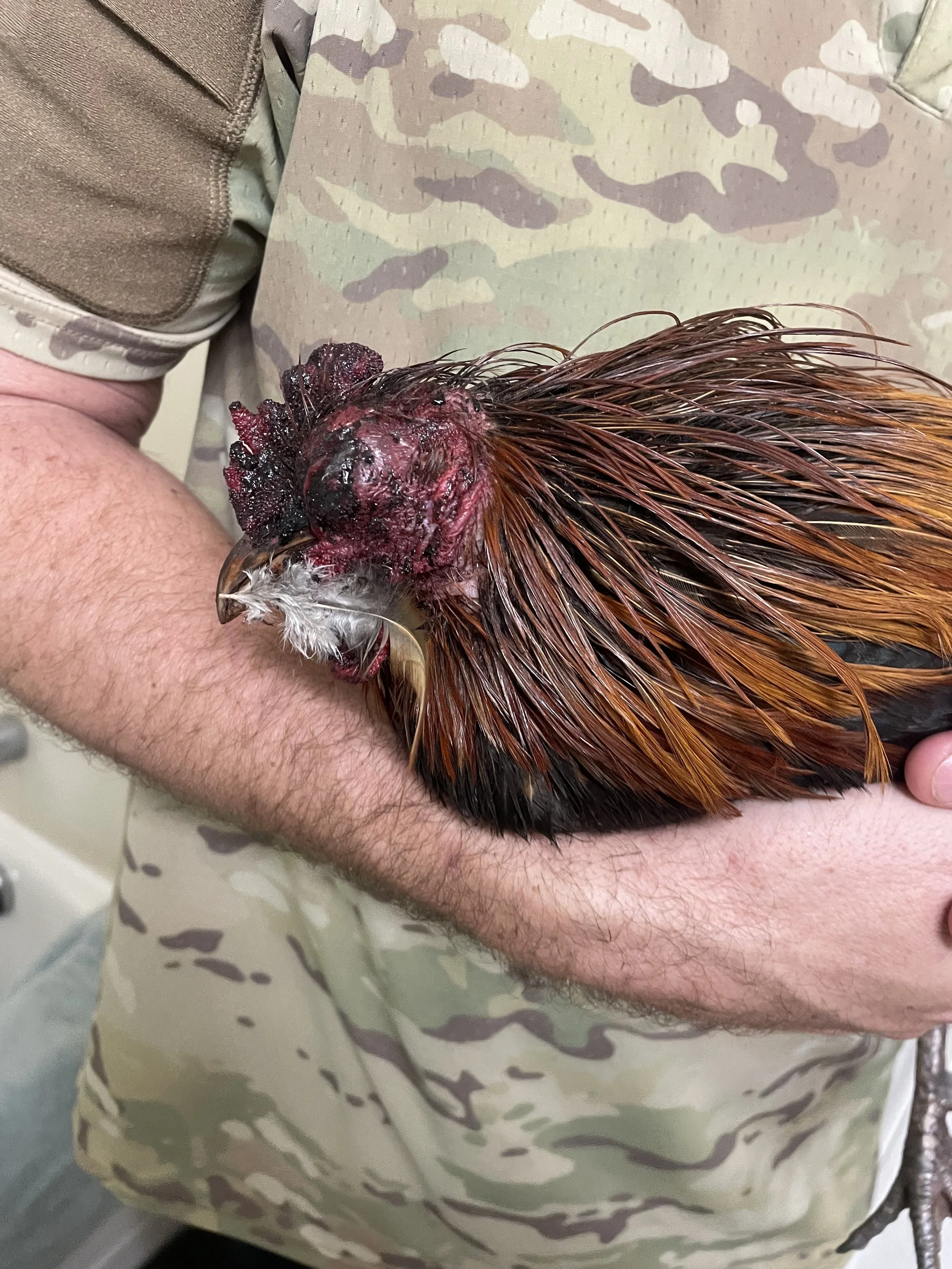 Ranger was reported by a good samaritan in Schofield barracks after being dumped from cockfighting. He was only clinging to life when he was retrieved by Trooper's Chicken Rescue. 
