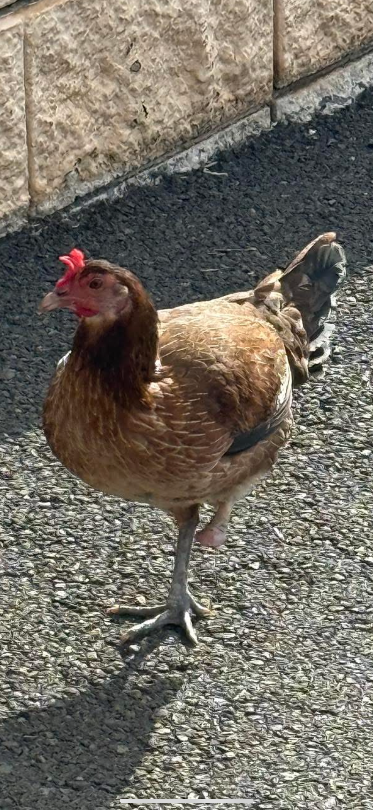 Peggy was reported by a good samaritan. She was frantically dodging vehicles and humans in the Malama Market parking lot in Makakilo. Trooper's Chicken Rescue rescued her and cleaned up her amputated foot. 