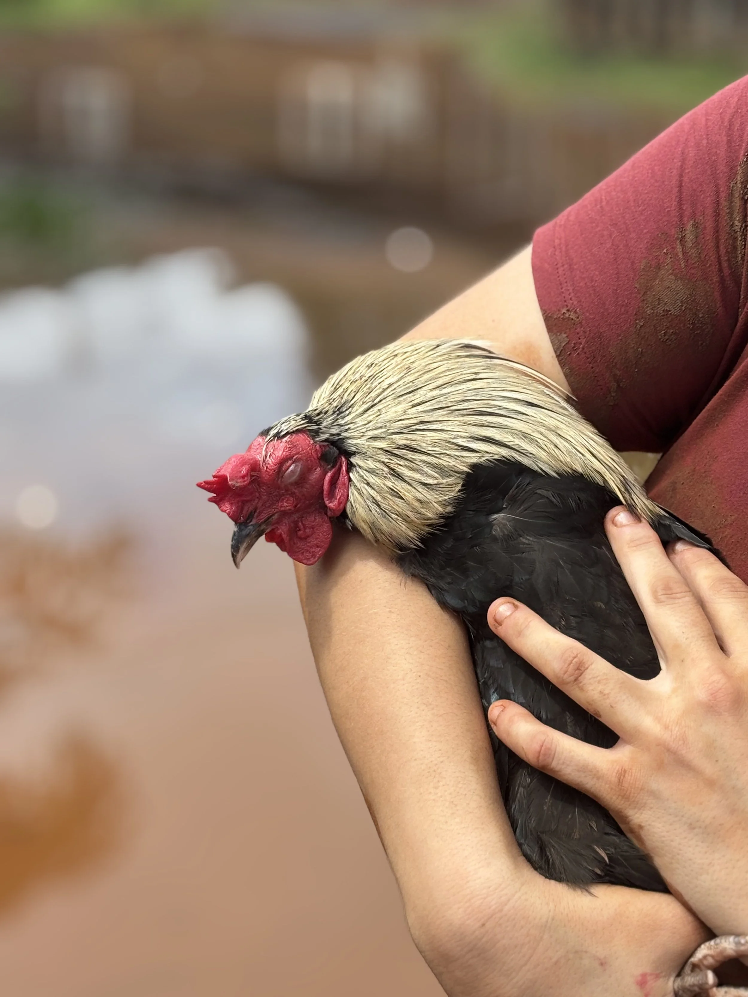 Peanut is a rooster who is blind in one eye and was rescued during the catastrophic flooding that plagued North Shore Oahu in March of 2026. Peanut was safely relocated to a farm where he will live a safe life with many other feathered friends.