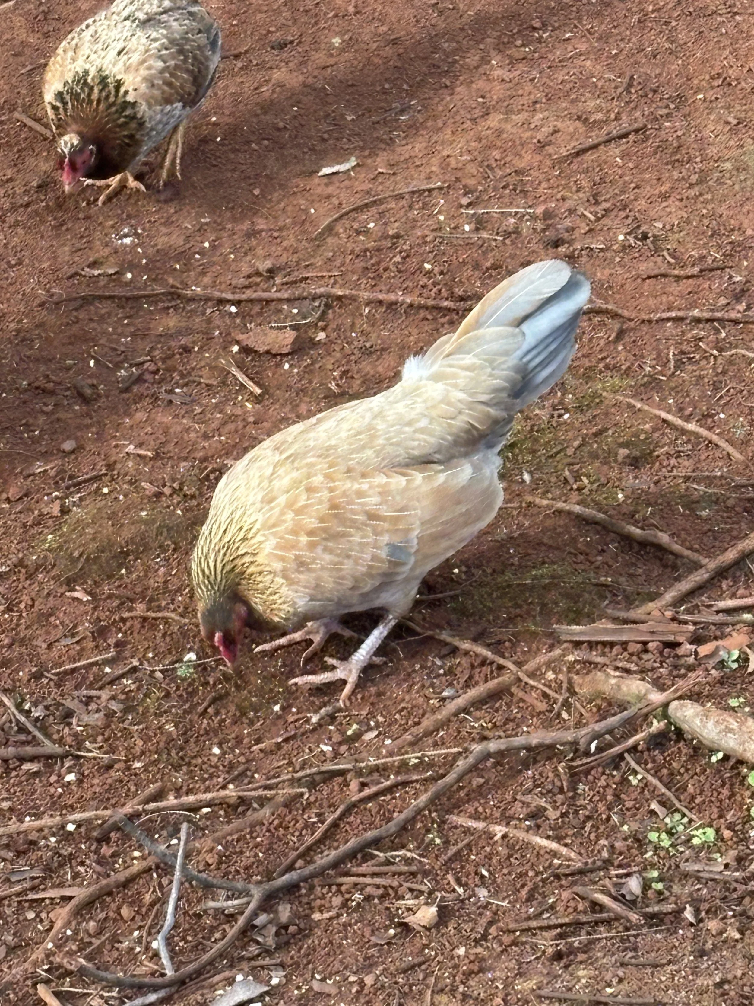 Jet was in an unmarked trap in the pouring rain at night. She was left to possibly die in that trap. Trooper's Chicken Rescue drove late at night to free her from the trap. She was taken back to TCR President Brian Burns' house where she was dried an