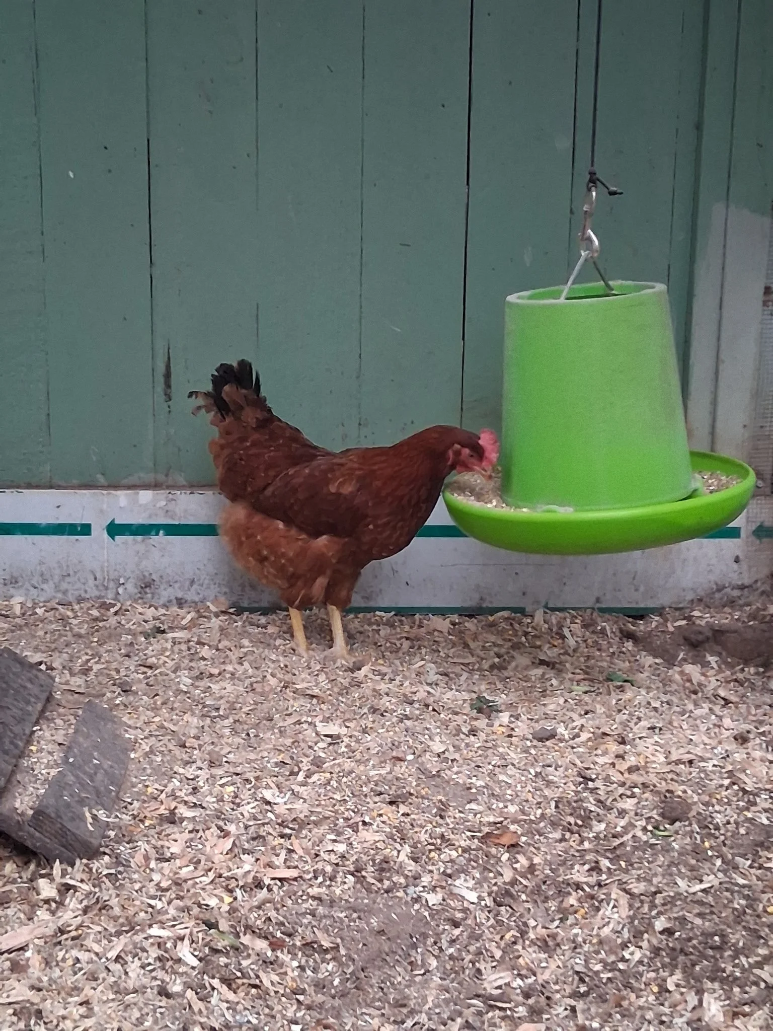 Big Red is possibly the smartest chicken around. She was found in Troopers Chicken Rescue founders driveway. Big Red was re-homed with TCR Board member Paddy Sell.