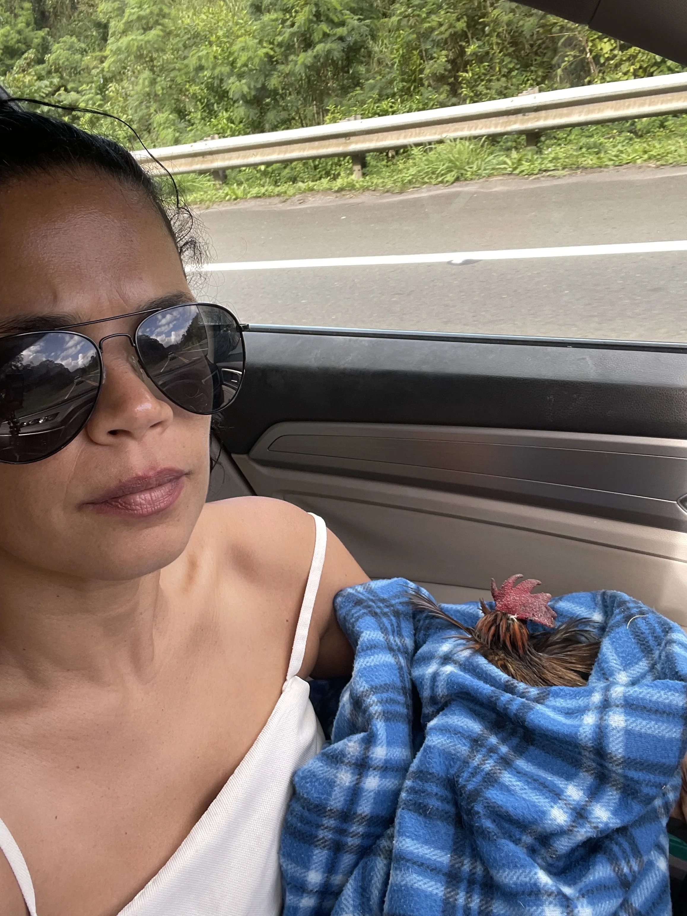 Unfortunately they're not all happy endings. While conducting the rescue of Willy, TCR Vice President Patricia found a dumped victim of cockfighting on the side of the road in Kaneohe. Despite the best efforts of Patricia and Celeste Walker, Elvis di