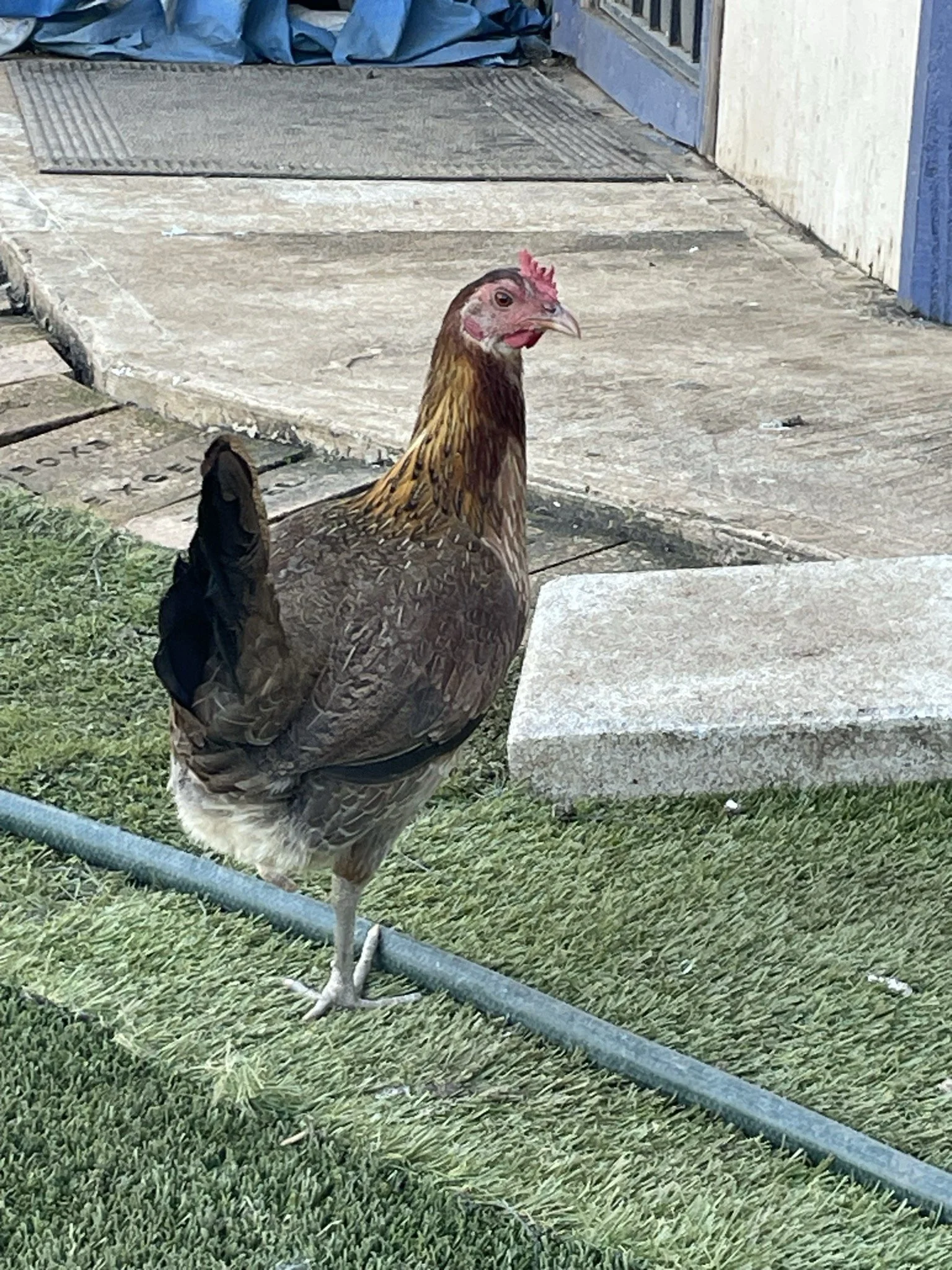 Peggy now lives a happy healthy life with many other disabled chickens and birds. She has cozied up to a one legged rooster named Hoppy.