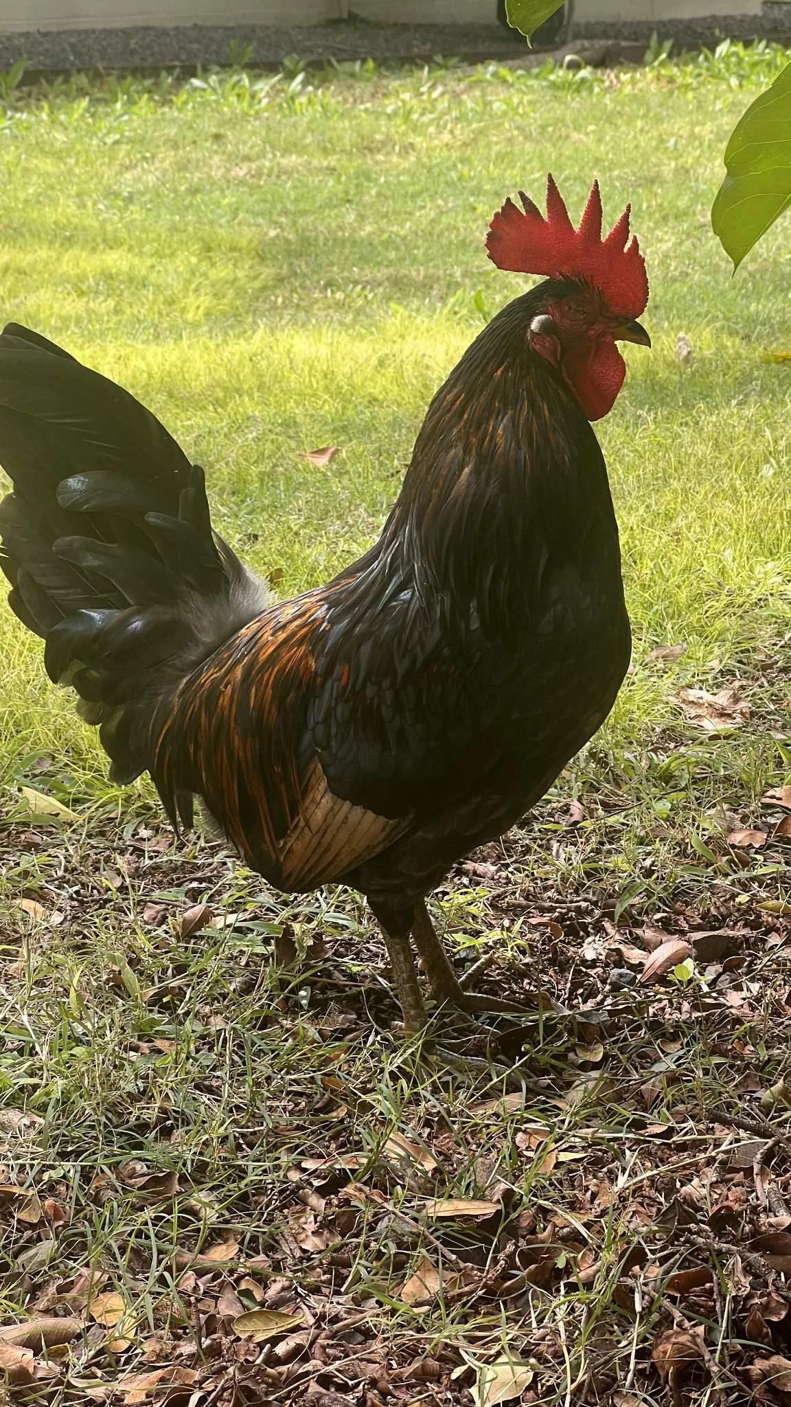 Sam unfortunately lost one eye from eye worms and had other medical ailments, but he was rehabilitated by Trooper's Chicken Rescue and now lives a happy chicken life with other disabled hens and roos.