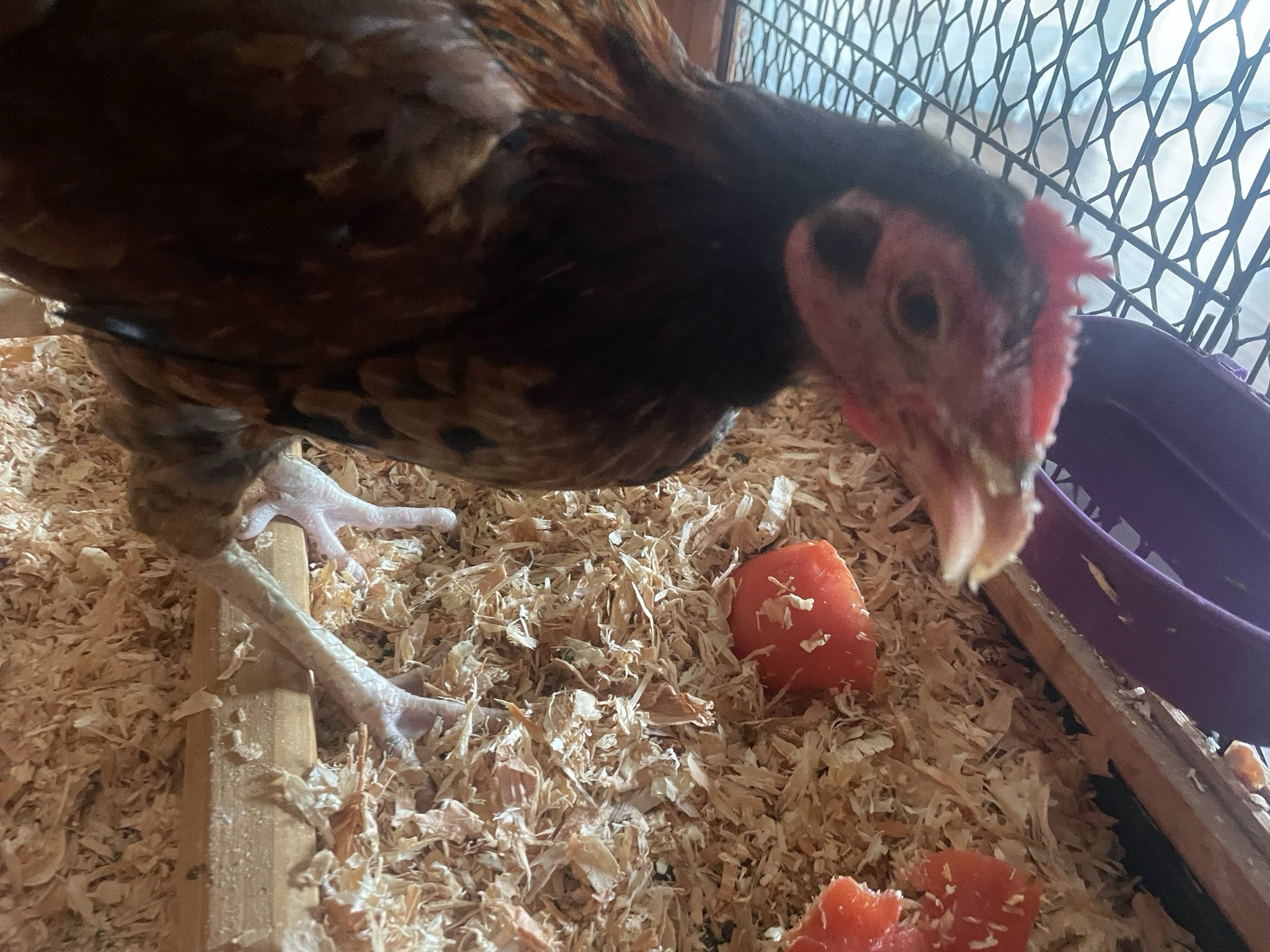 Annie was rescued by Trooper's Chicken Rescue founders Brian and Patricia Burns and Annie will live with their other blind hen, Helen. Annie LOVES tomatoes!