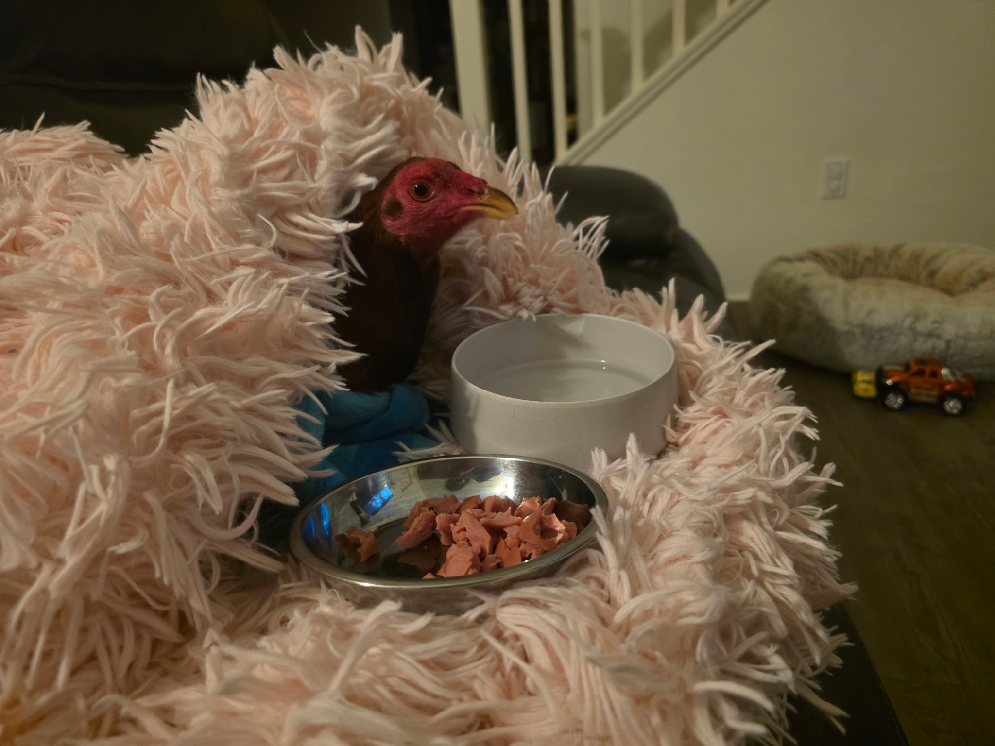 Rocky enjoying his first day as a free rooster with his rehabber, he spent the night in a warm blankie, watching movies, & eating snacks. No more hard days, fighting for his life or living in pain.