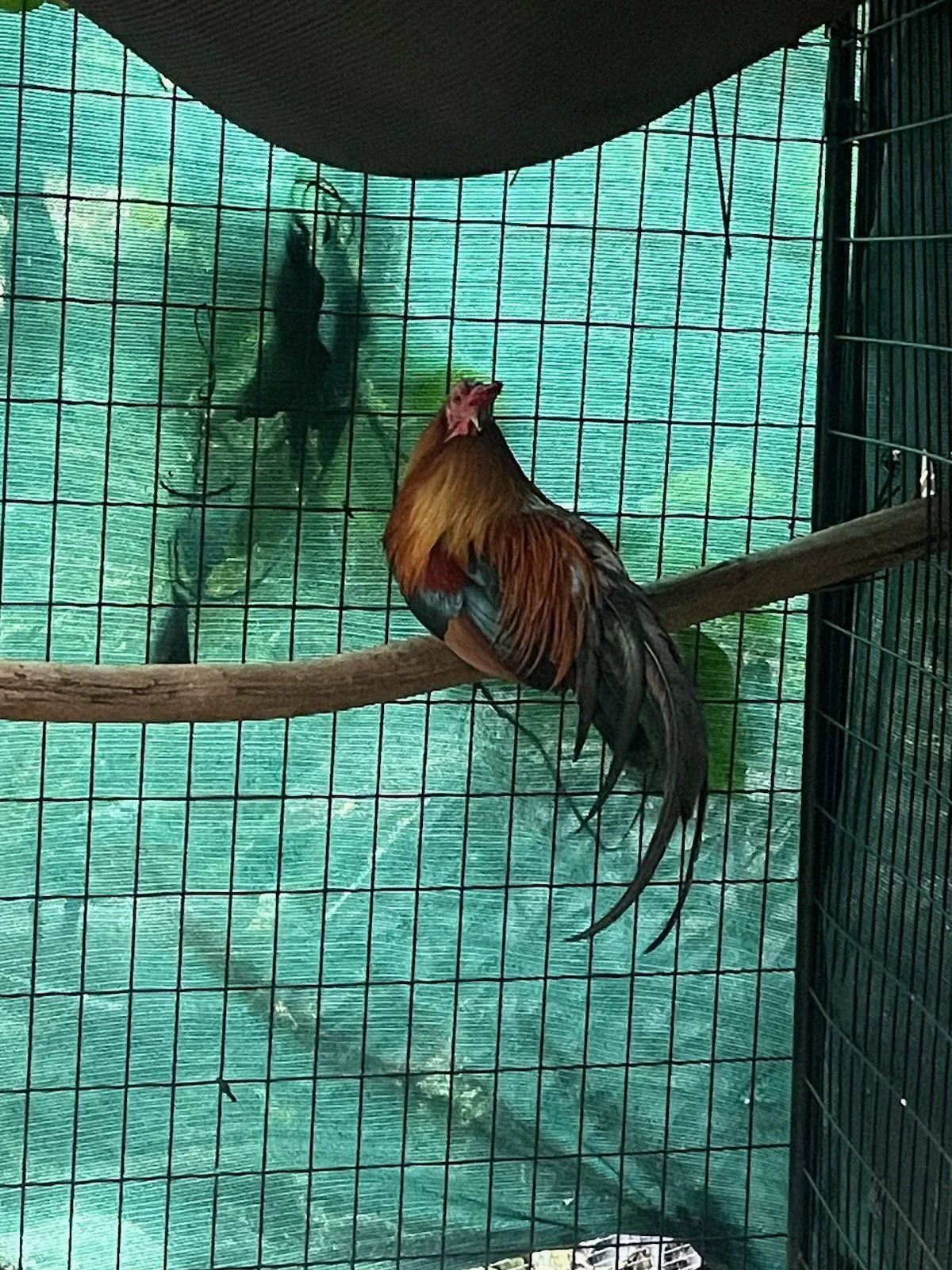 Willy was a one eyed feral rooster living in a semi-safe environment around other farm animals. Willy was beloved by the farm workers, but he was having eye infections and was being considered for euthanasia. Due to the love of some of the farm hands