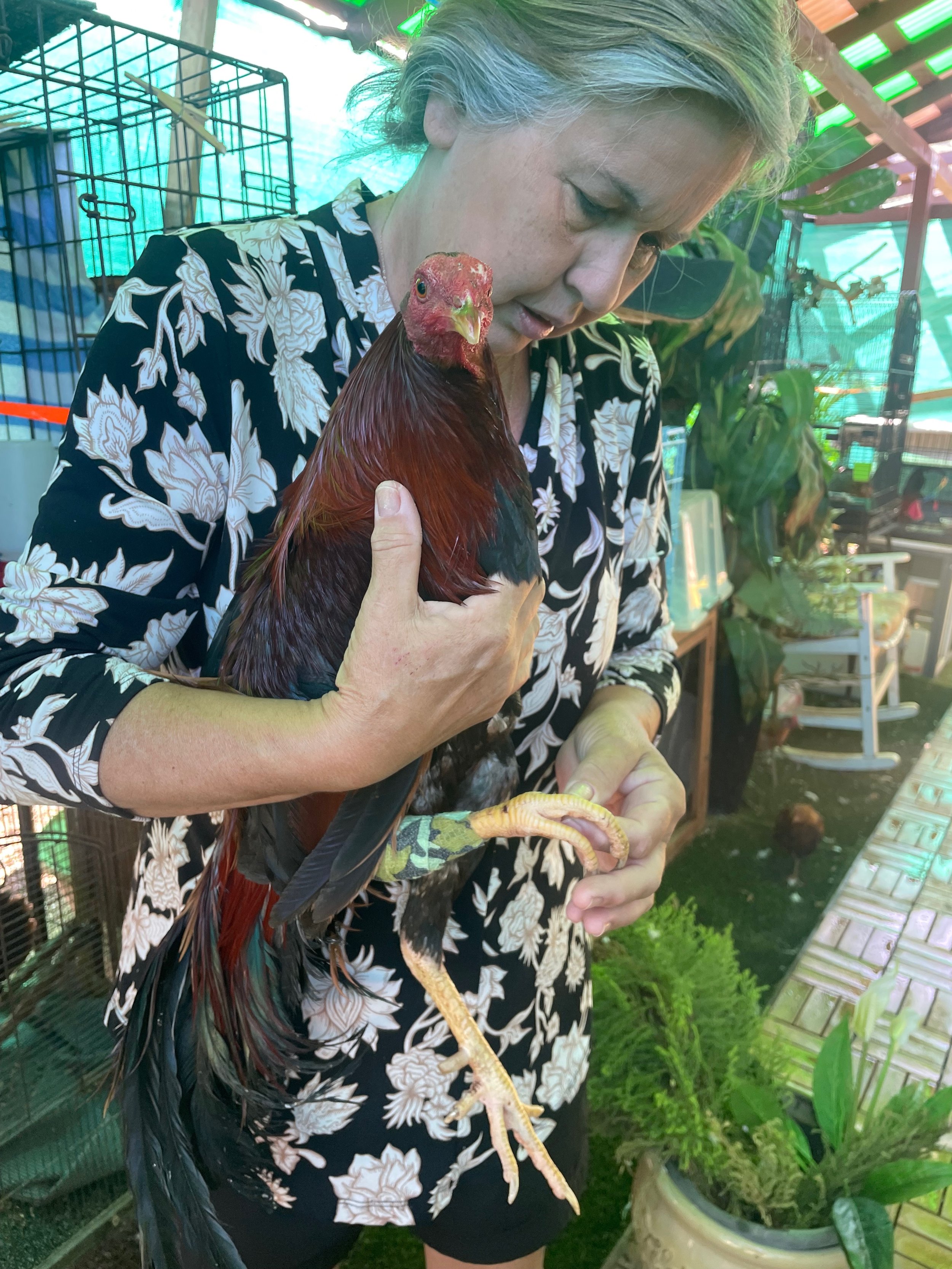 Rocky was rescued after he escaped a cockfighting ring where he had spent his whole life. His waddle and comb were cut off, his leg broken, he had a massive infection and was weak and broken.