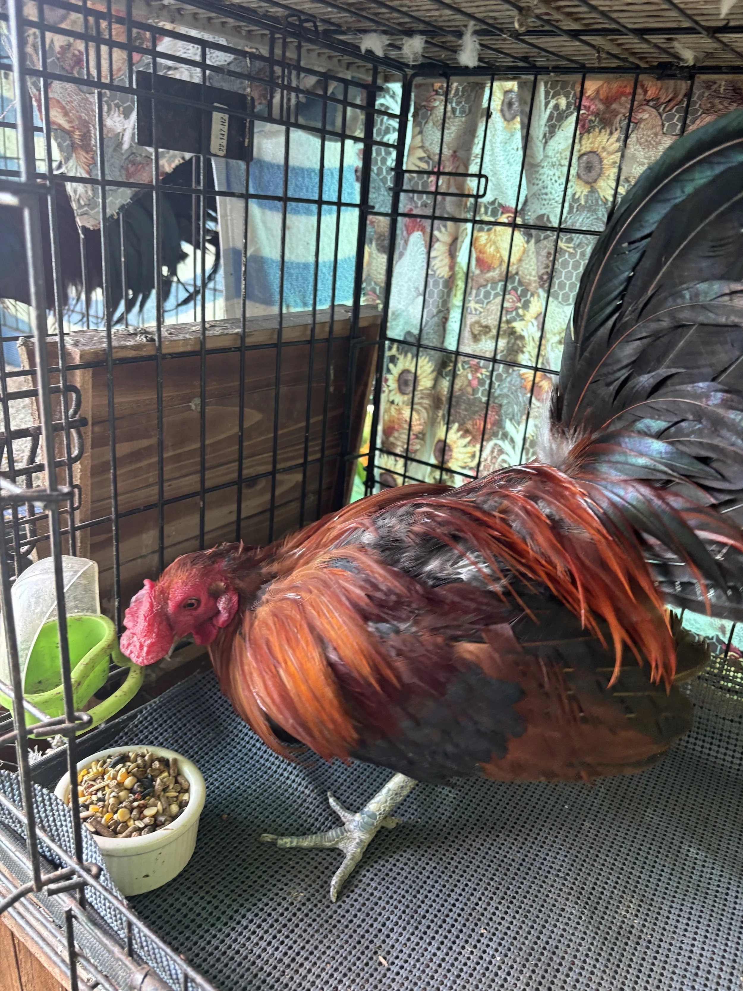 Knuckles got a leg injury from a cat attack when he was younger. The leg did not heal properly despite his owners best efforts. Unfortunately, his owners were given an order to get rid of their roosters and they had to be re-homed. Knuckles was safel