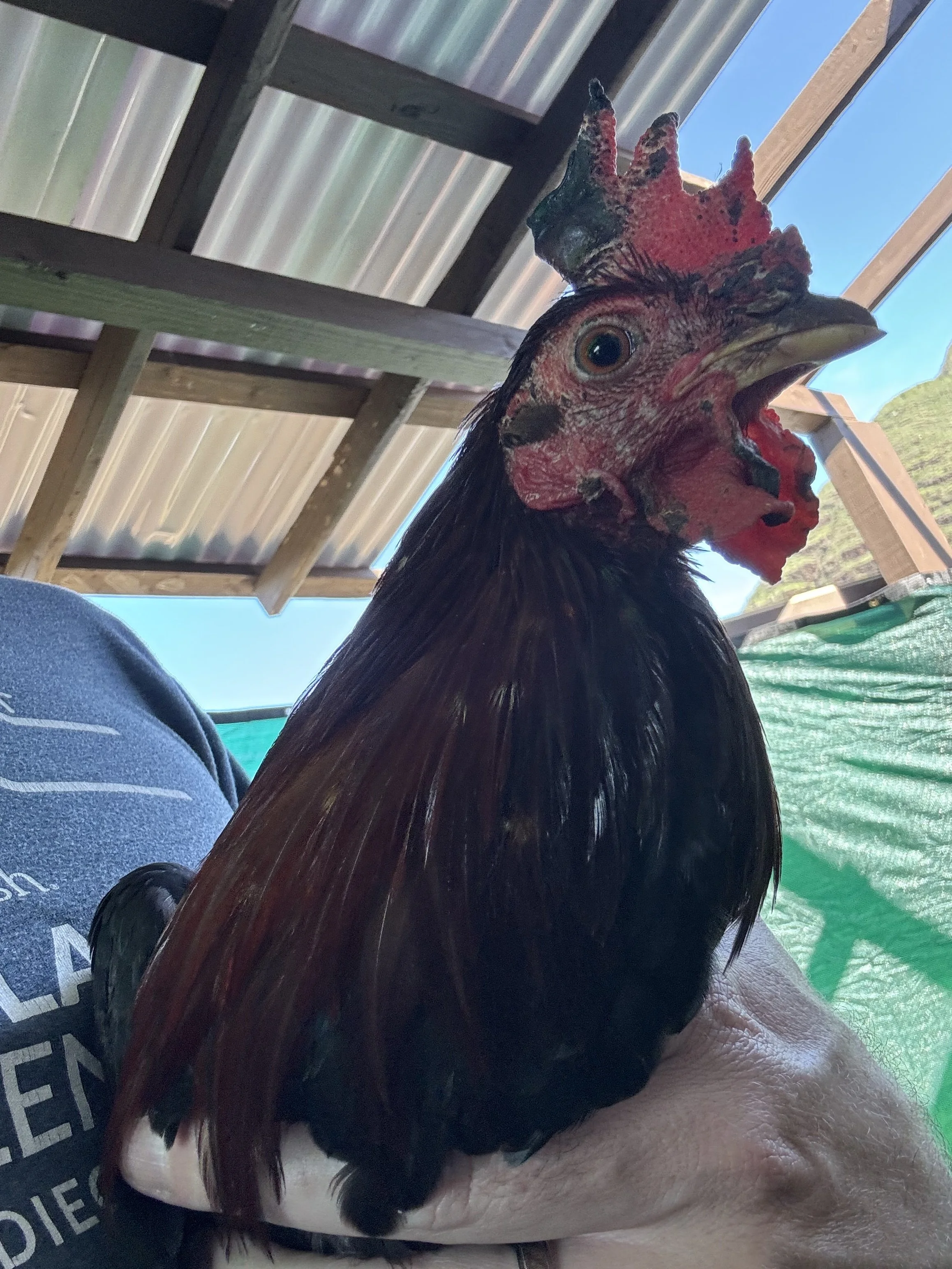 Say hello to Chance! Chance was a victim of cockfighting and had a string tied so tightly around his leg that he had to have an emergency vet appointment to determine whether or not he could keep the foot or whether it had to be amputated.