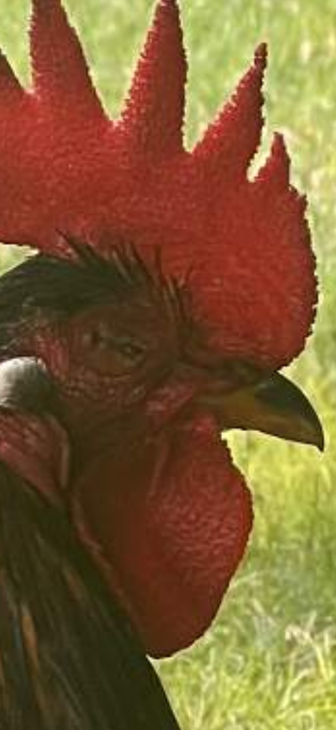 Sam was a sick rooster found by a good samaritan on Schofield Barracks and turned over to Trooper's Chicken Rescue.