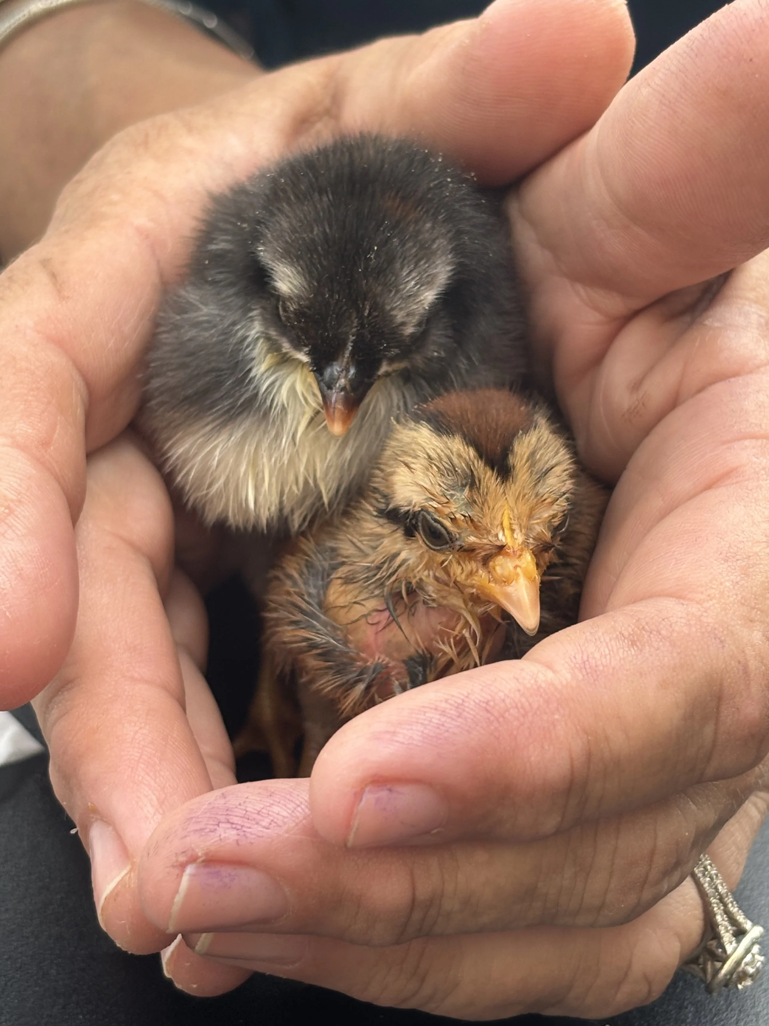Stormy got a second chance at life and was sent to go live with a fellow rescued baby chick named Eggy!