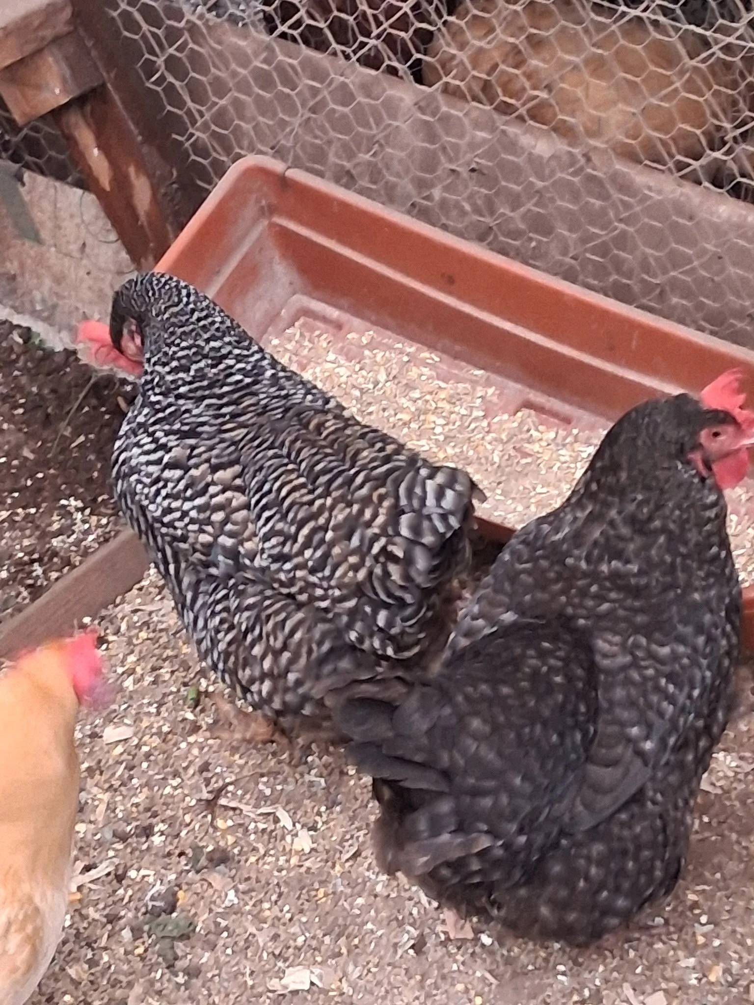 These two Barred Rock hens were sisters that had to be rehomed due to their owners leaving the island unexpectidly. TCR Board member, Paddy Sell gladly opened her home and added them to her flock.