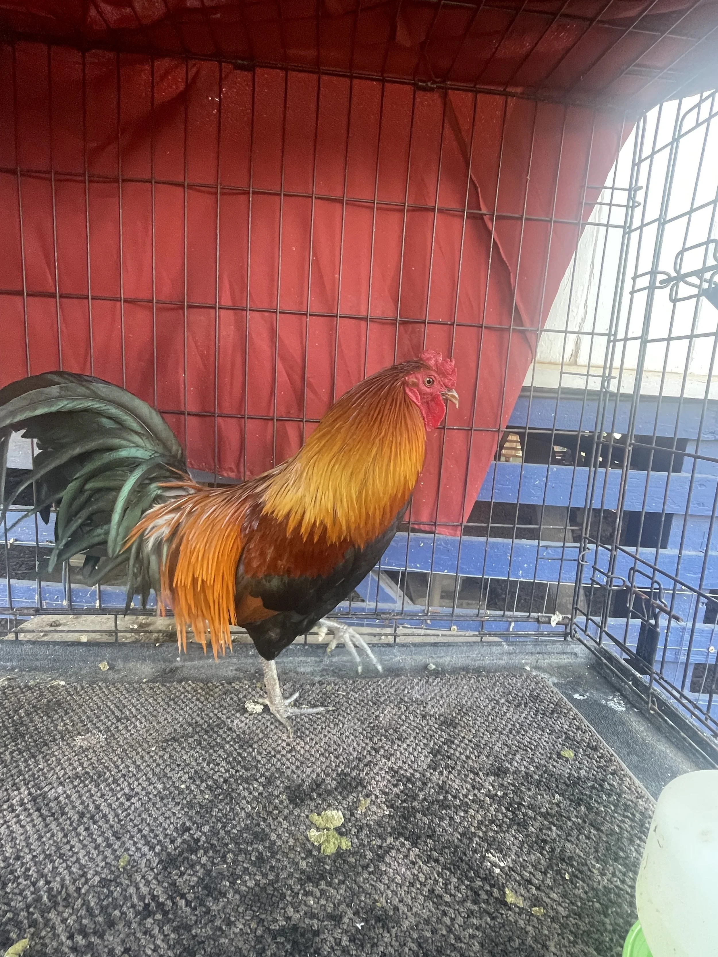 Ranger's recovery was remarkable. He lost one eye due to his mistreatment, but he now lives a happy life and has four hens that keep him plenty busy.