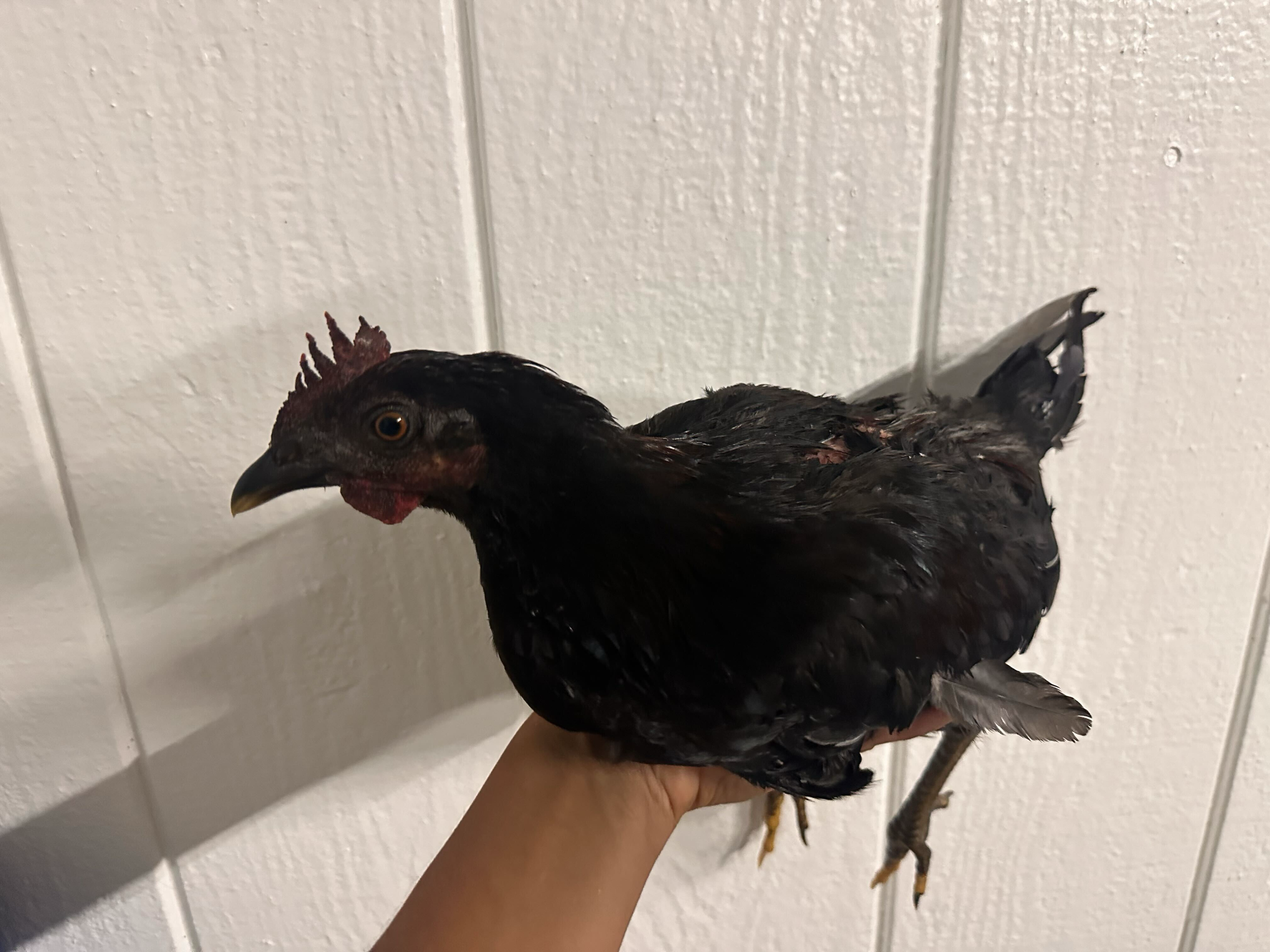 Pepper