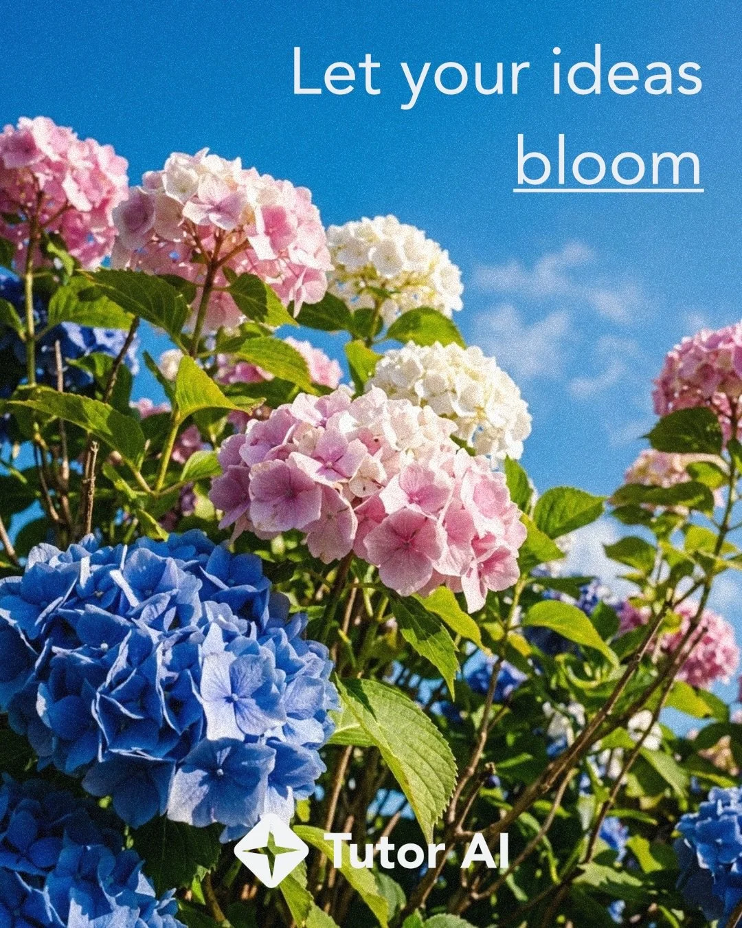 We are here to teach students how to let their ideas bloom.

#tutorai