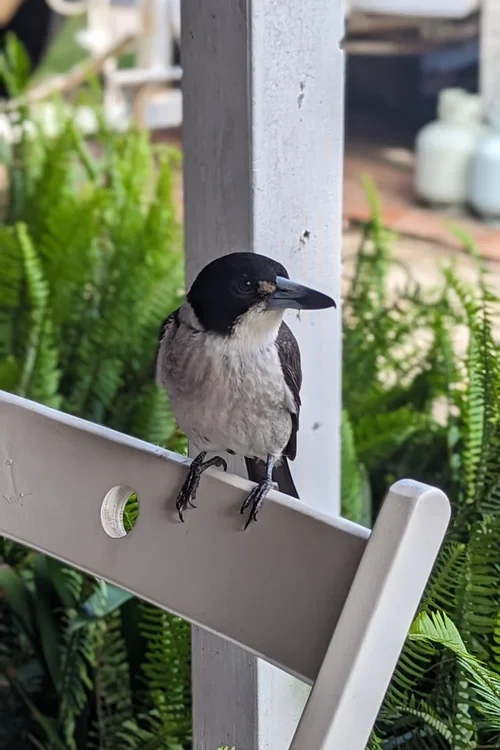 butcherbird.webp