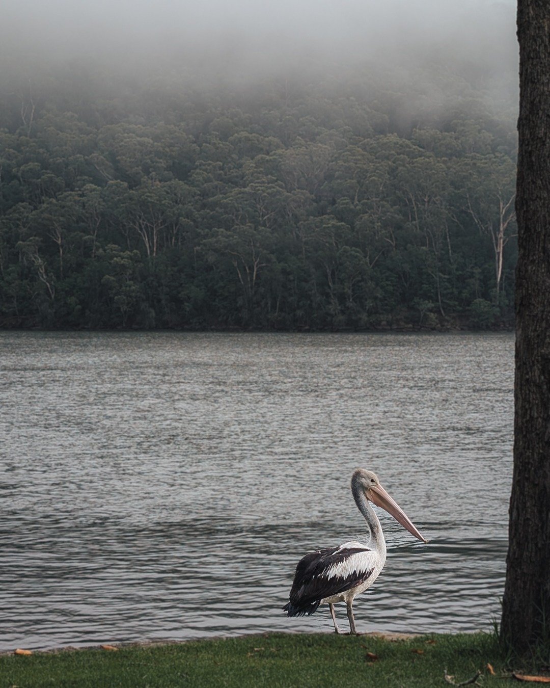 The Torrens Bird Noticing Society!

Our park has an amazing variety of wildlife! Have you seen the bandicoots recently?
We are looking to showcase all the many visitors and long-term guests we get at Torrens and have therefore started the Bird Notici