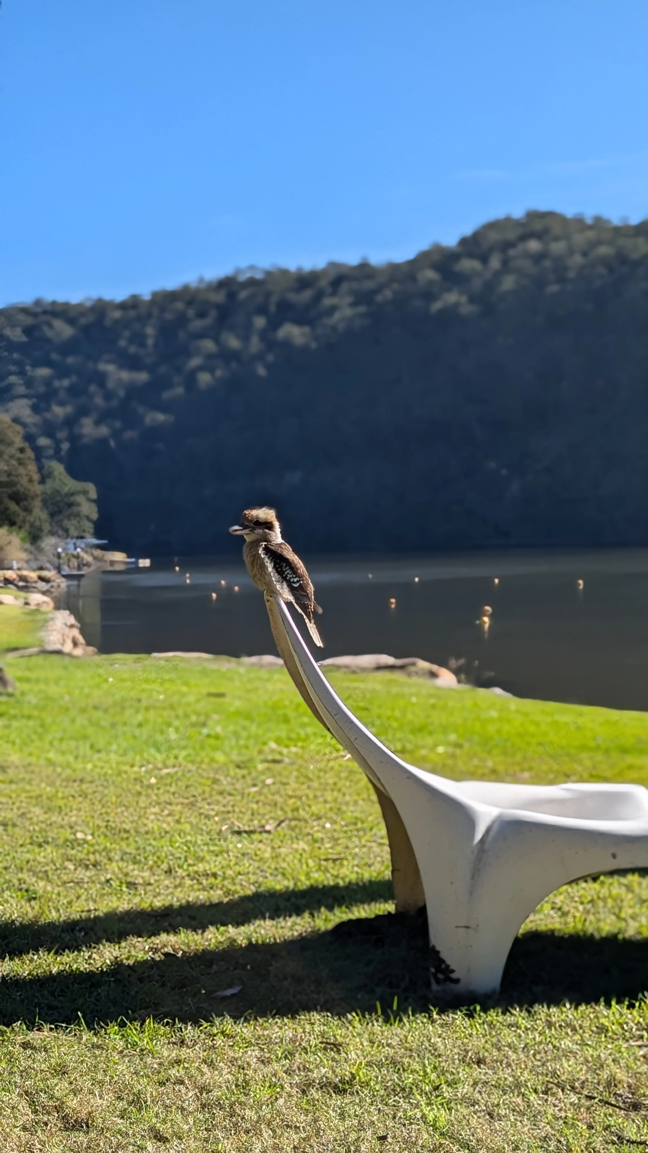 Kookaburra on seat.jpg