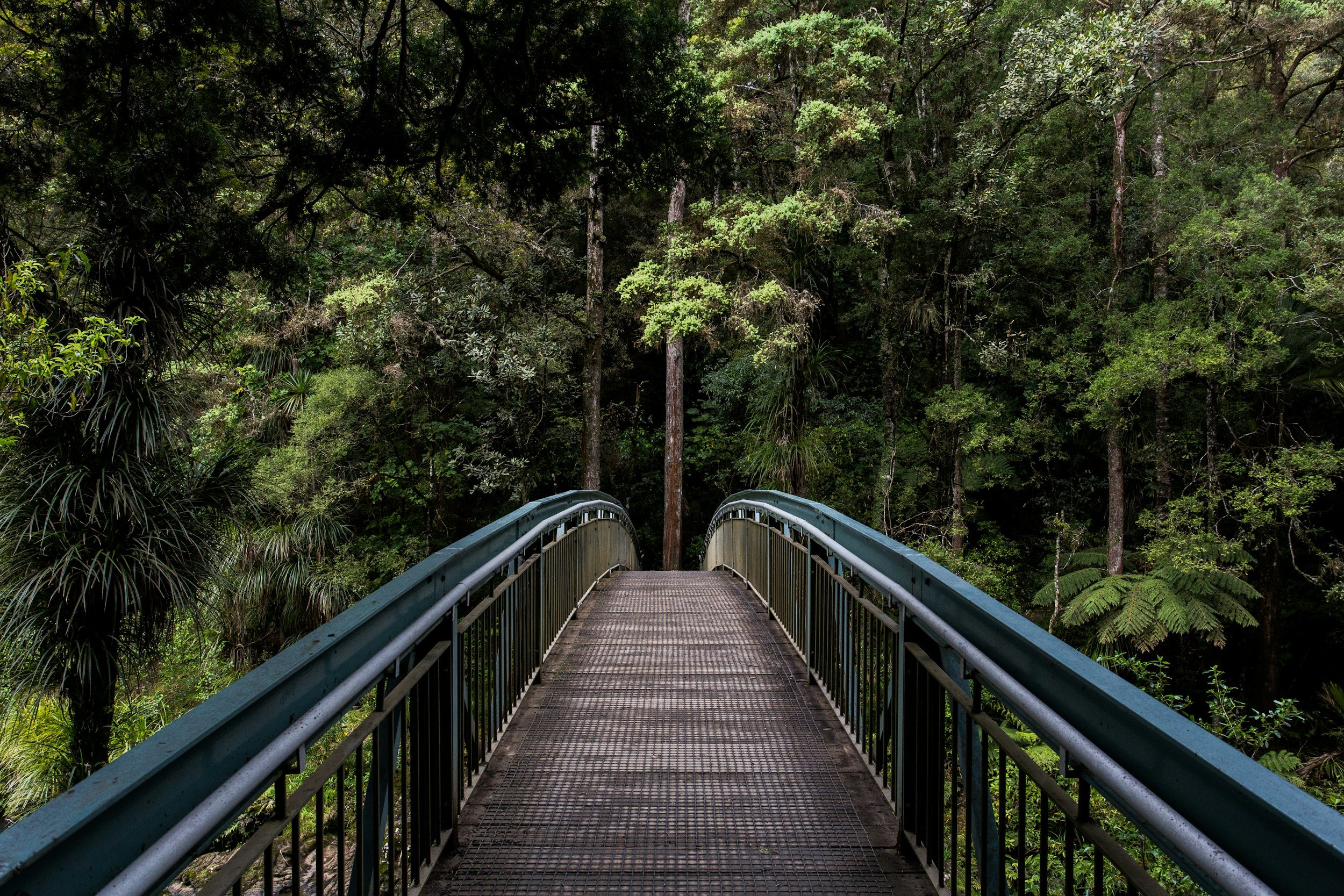 A metal bridge over a lush green forest with tall trees.