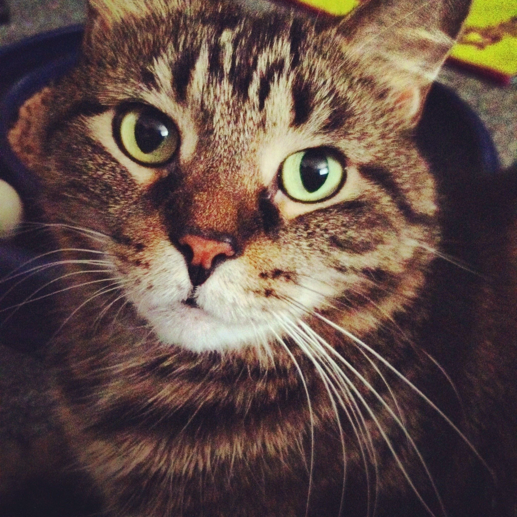 tabby cat