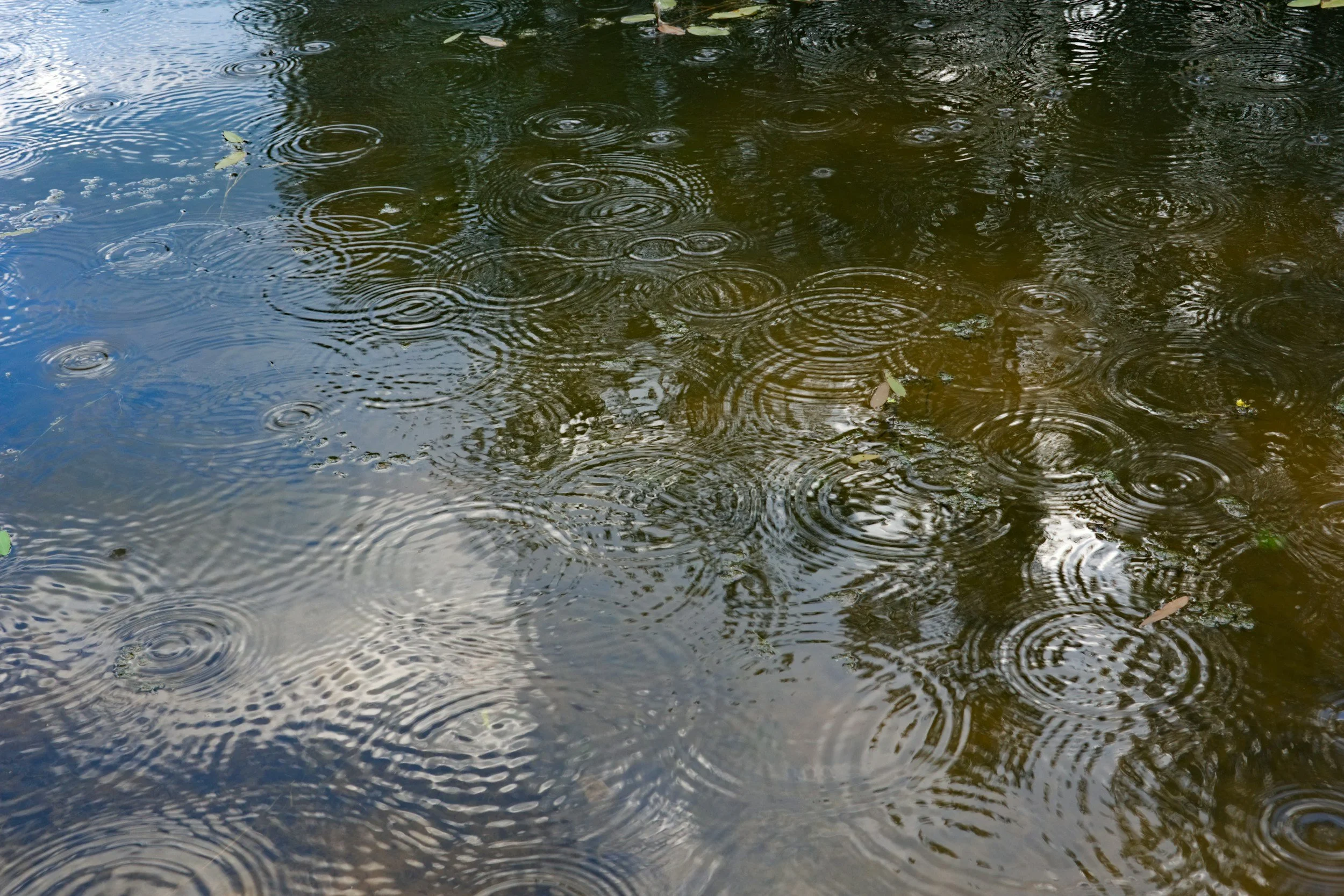 rain falling on water