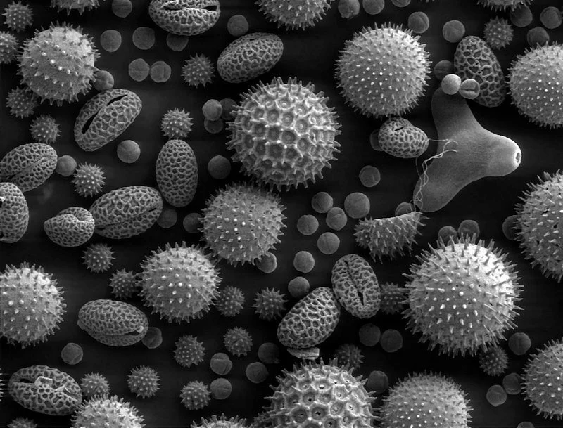 Microscopic view of various pollen grains and spores with different shapes and textures.