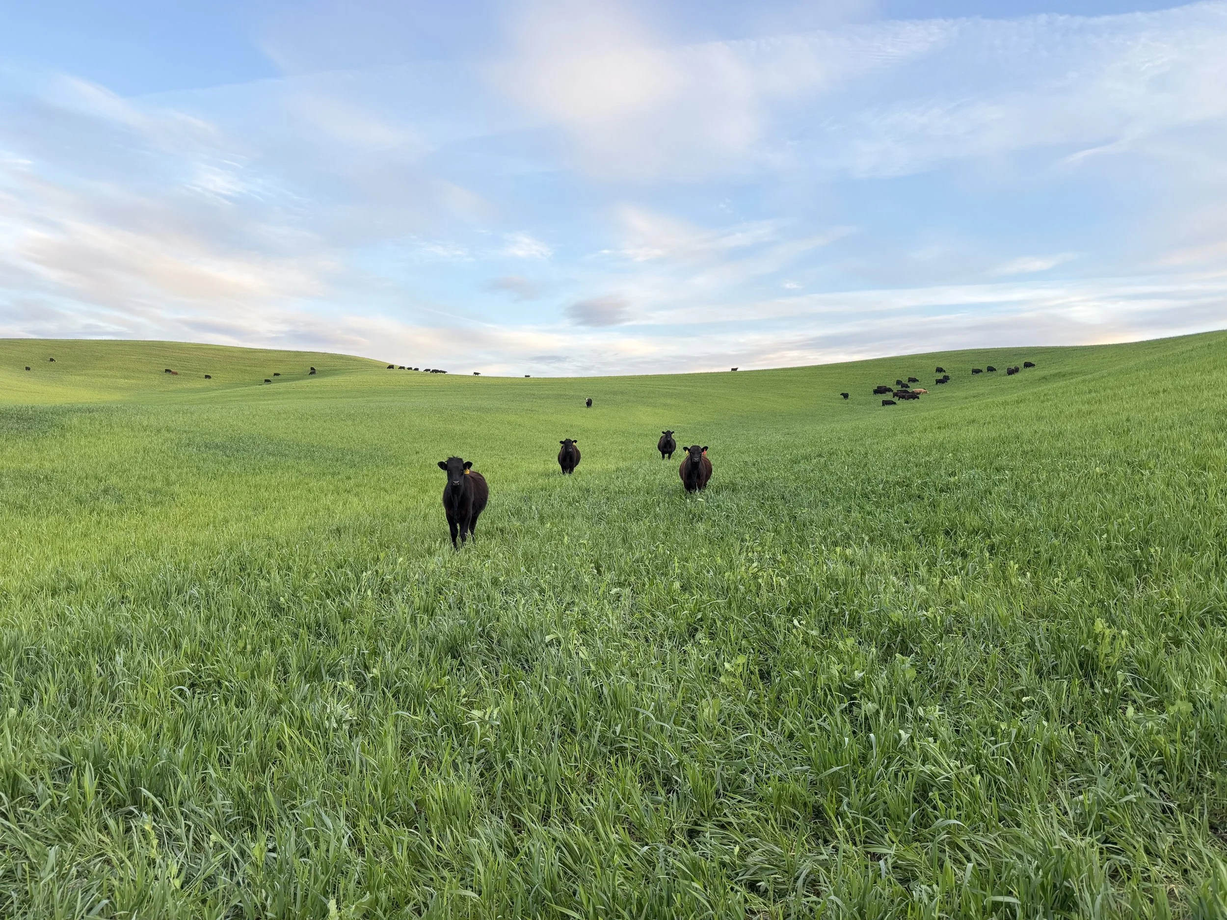Cattle grazing organic grass