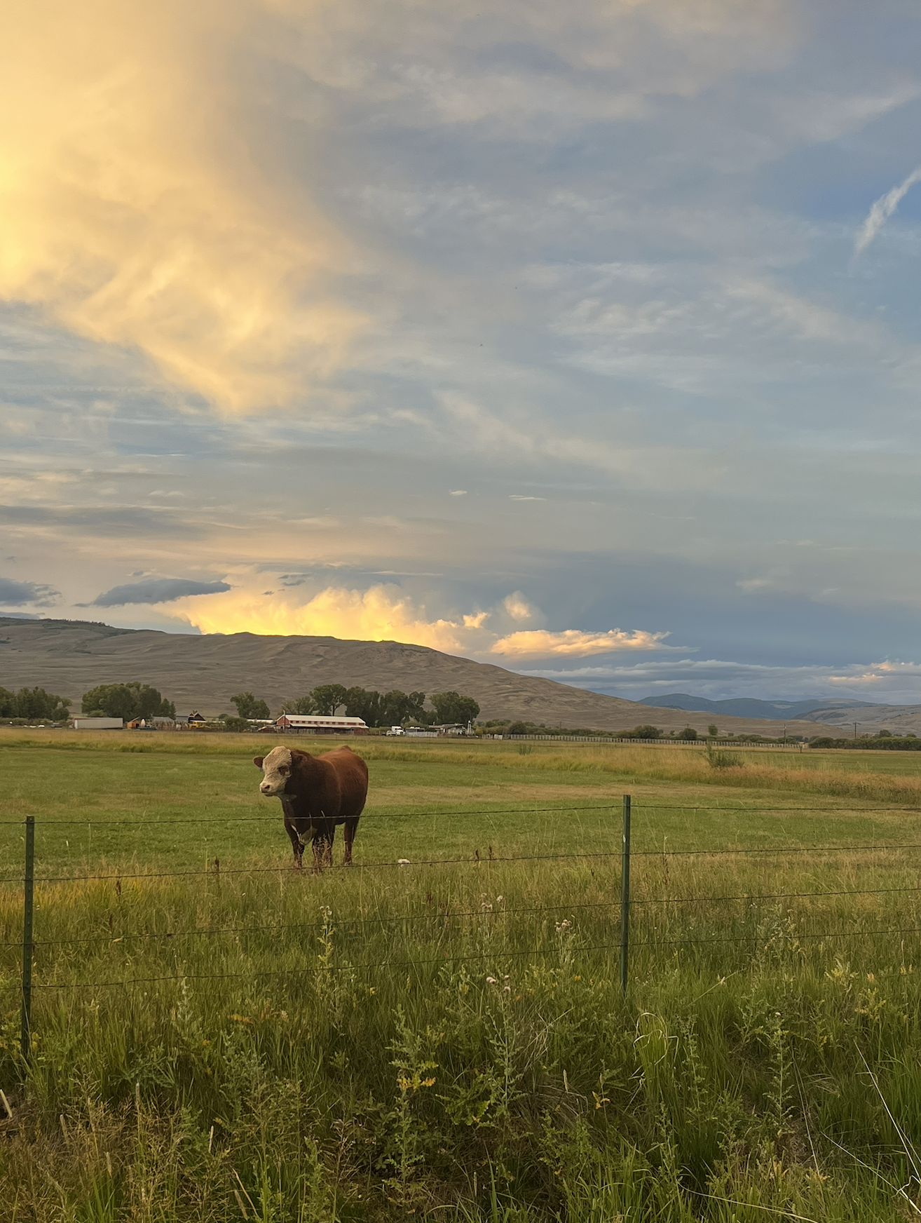 Screenshot 2026-01-28 at 11.31.14 AM.png