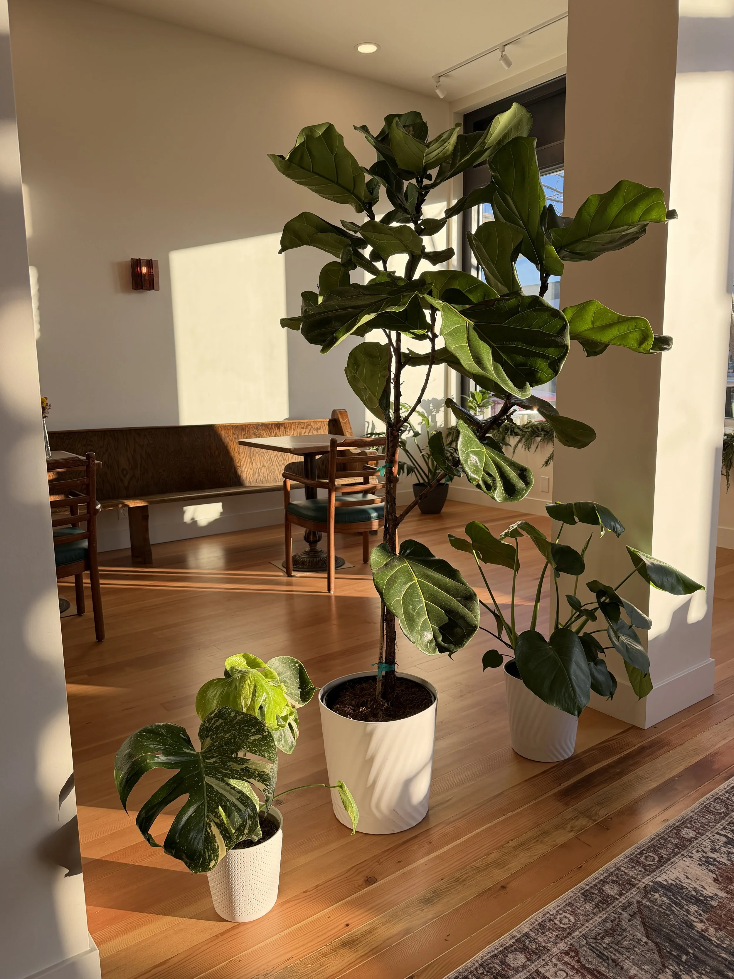 Sunny cafe with plants