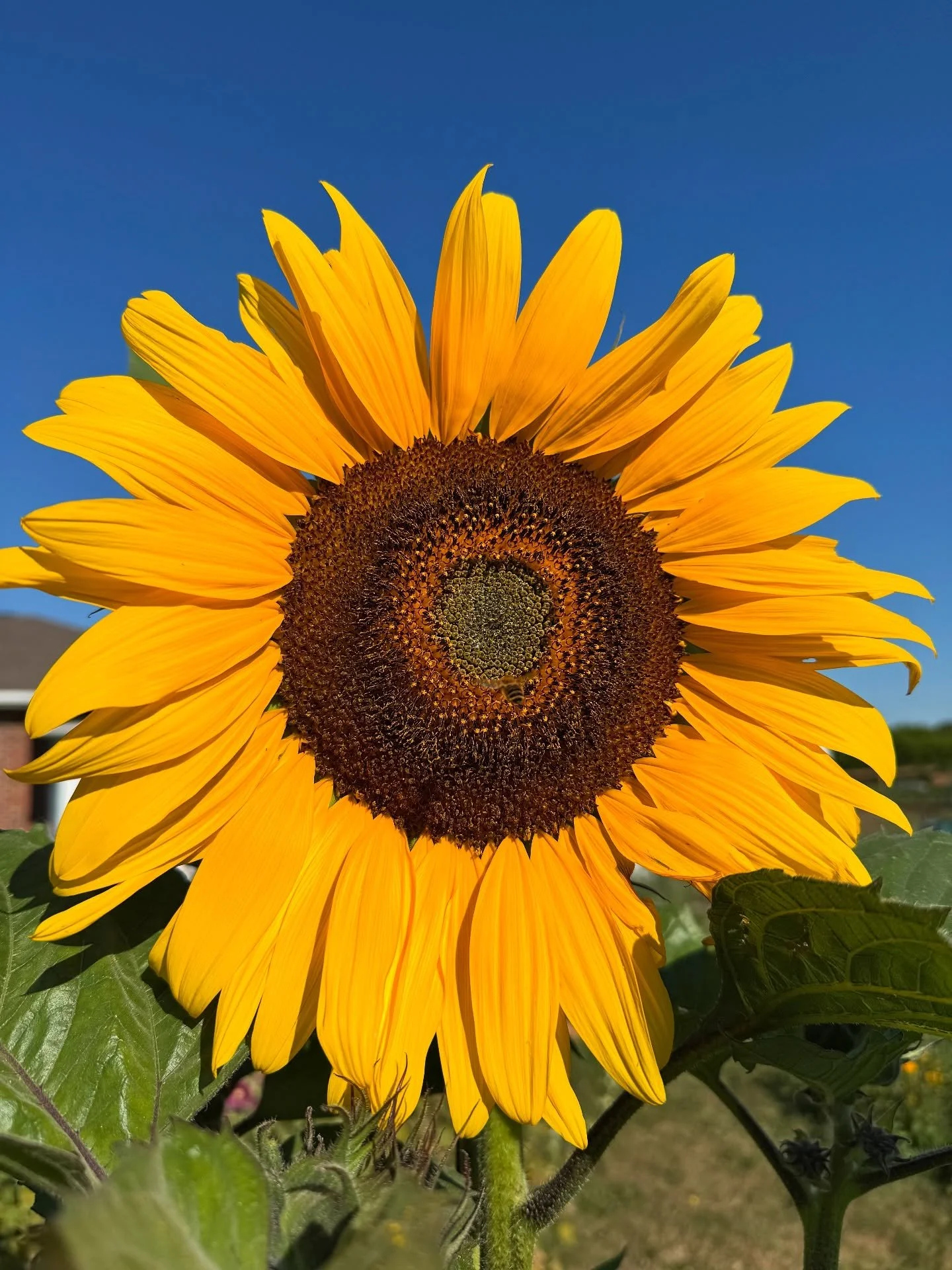Some bloom updates since the last post. 💕
Continuously building the garden for next summer. ☀️
Might make a little flower stand at some point? 💐