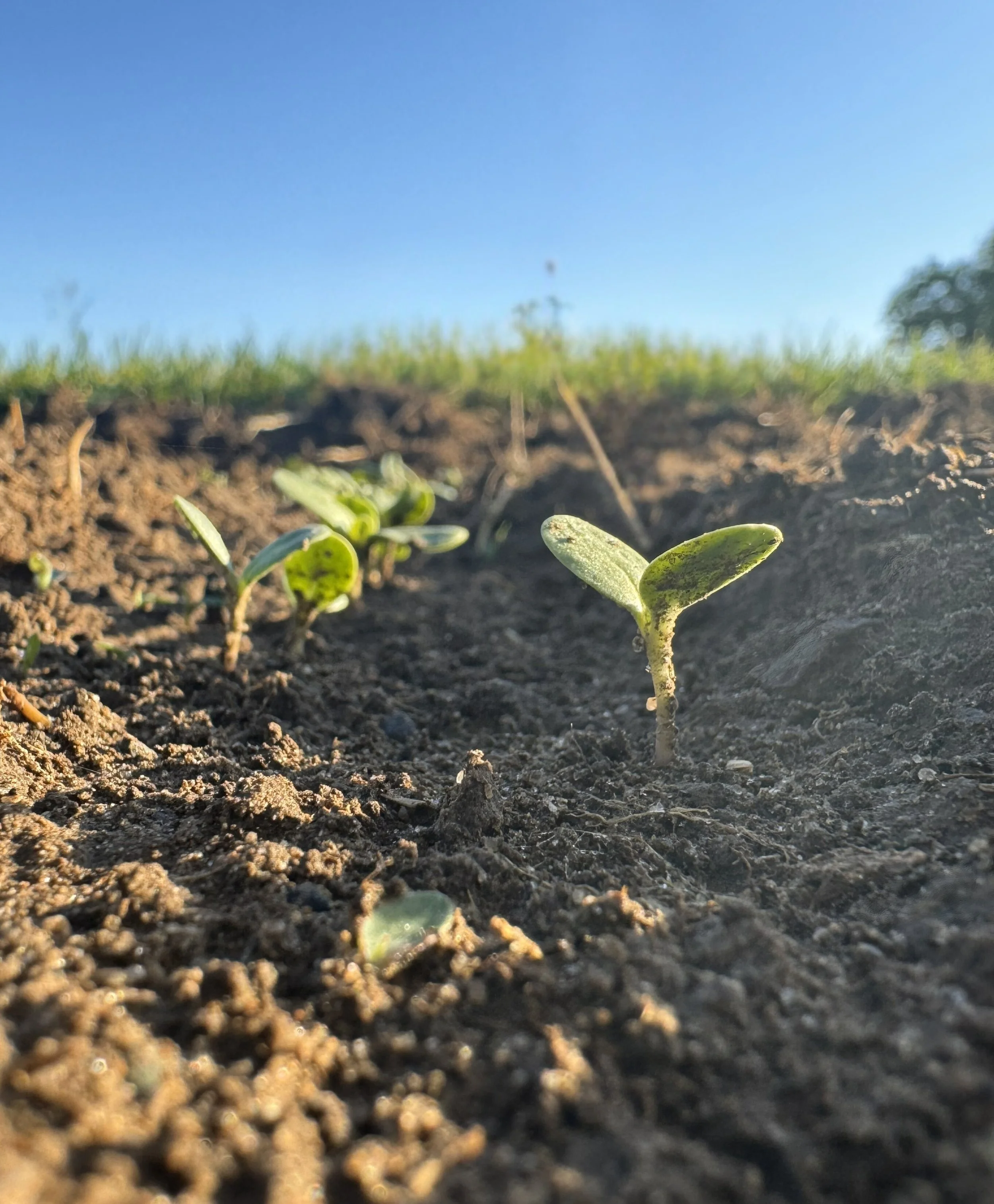 Close-up of small green seedlings sprouting from the garden with a bright blue sky in the background.