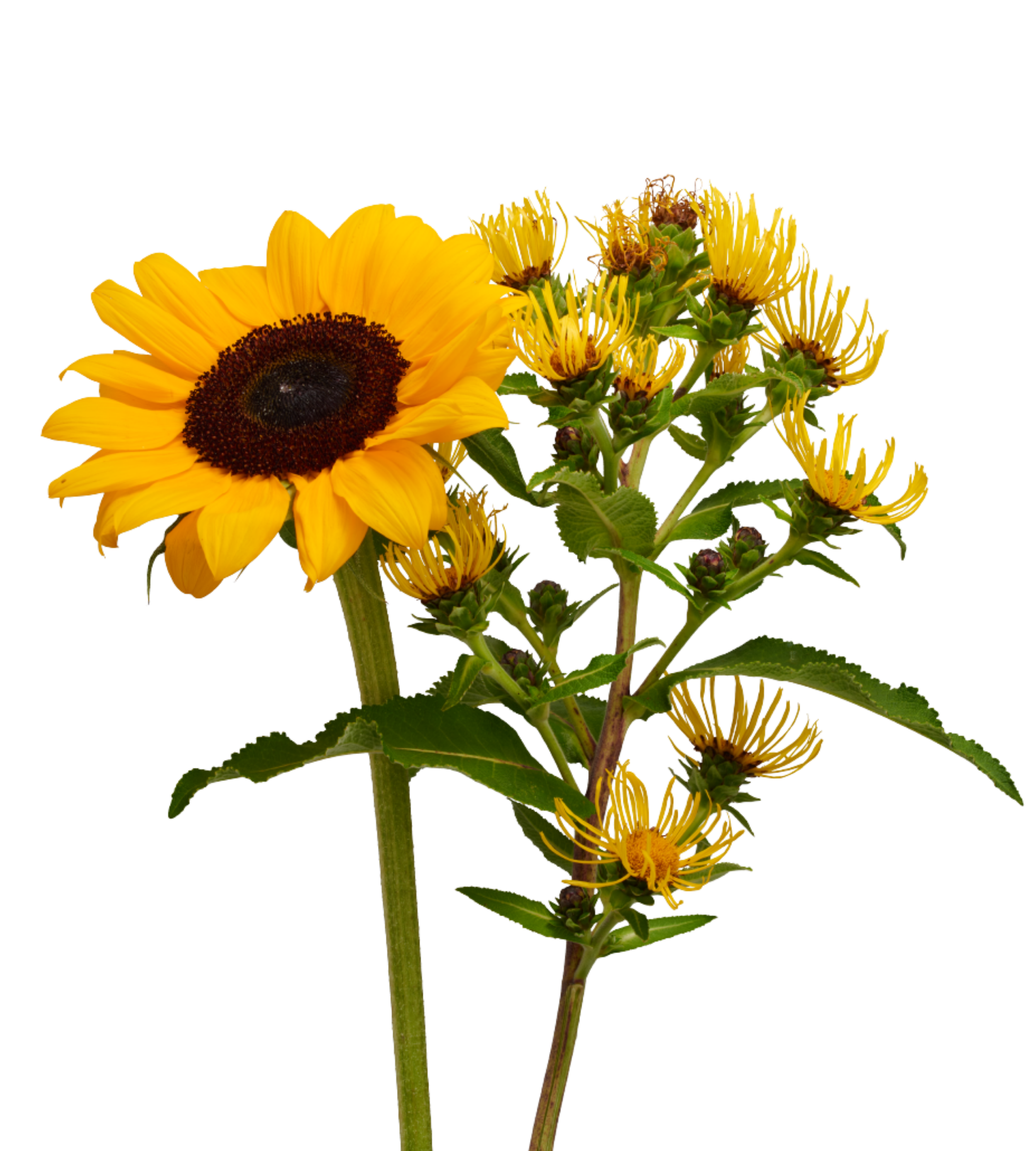 A sunflower with bright yellow petals and a dark brown center, along with yellow wildflowers, green leaves, and stems against a plain background.