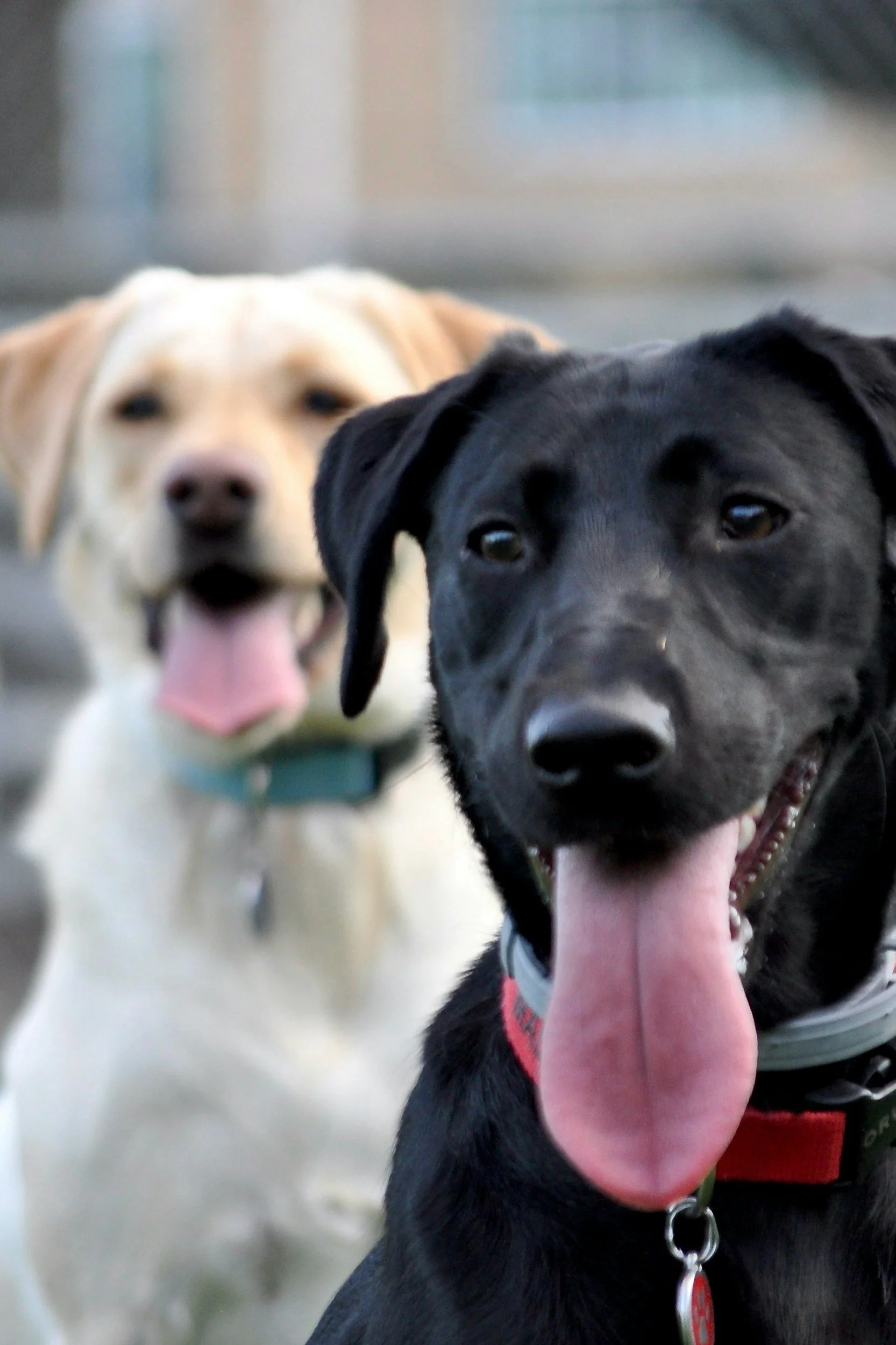 Two dogs, one black with tongue out and one yellow with tongue out, in an outdoor setting.