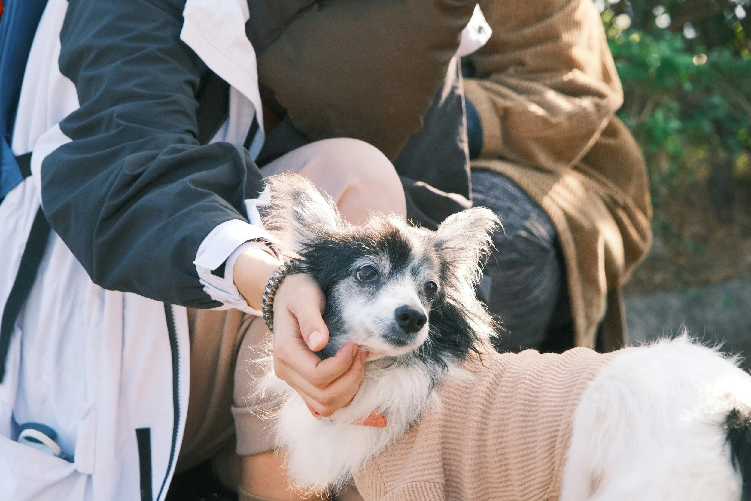 Person holding a small, black and white Australian Shepherd puppy, with another person nearby outdoors.