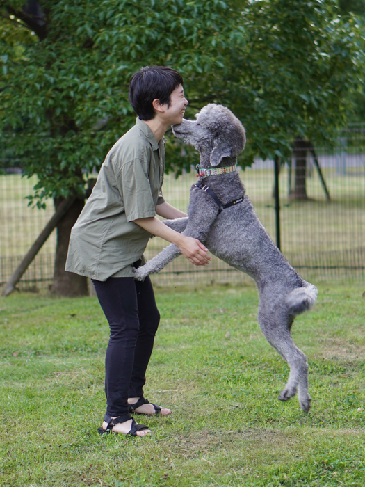 Person playing with a gray poodle in a grassy yard with a tree and fence in the background.