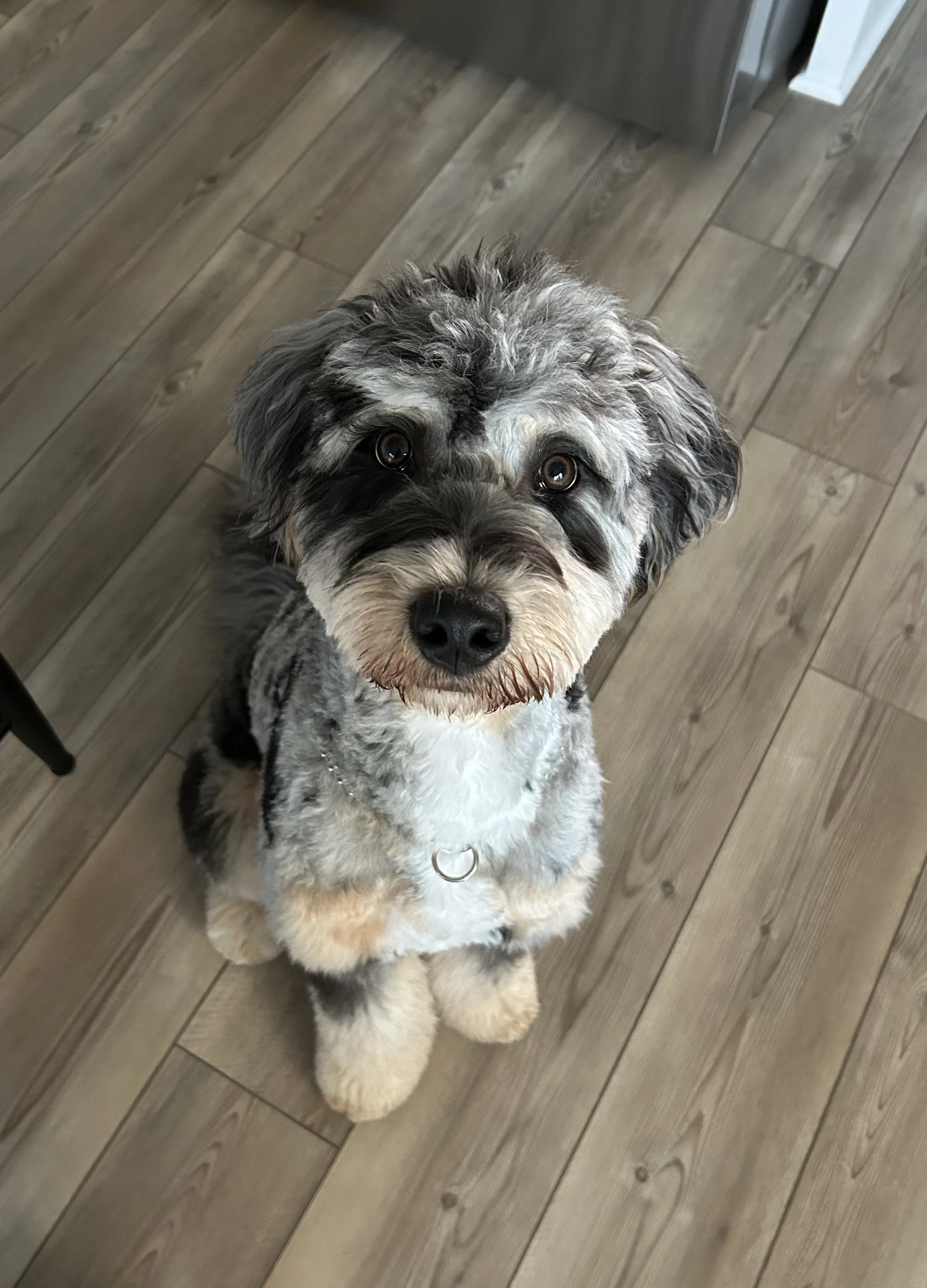 A smiling, fluffy mixed breed dog with grey, white, and black fur sitting on a wooden floor, looking up at the camera.