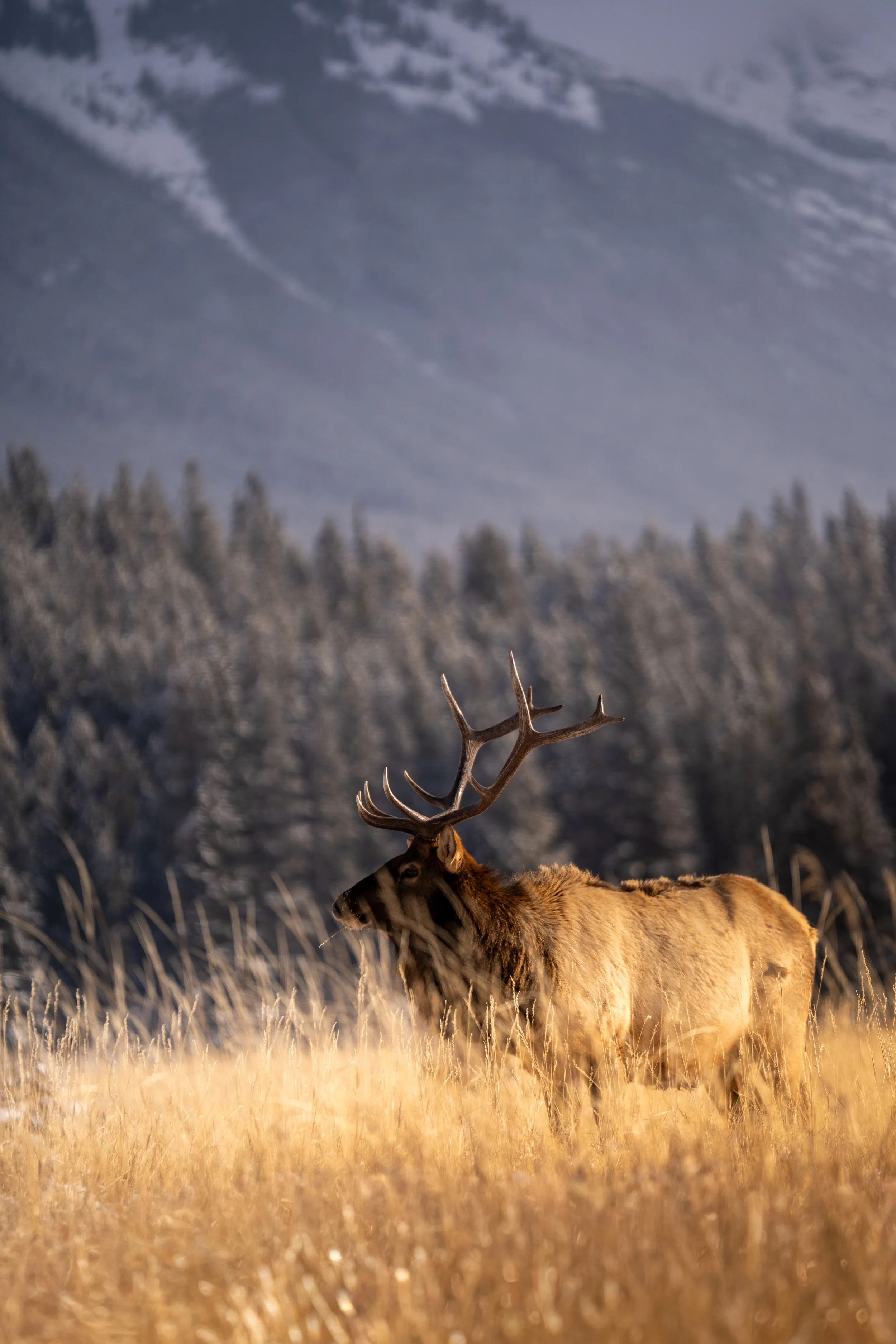 A elk with large antlers standing in a grassy field during winter, with snow-covered trees and mountains in the background.