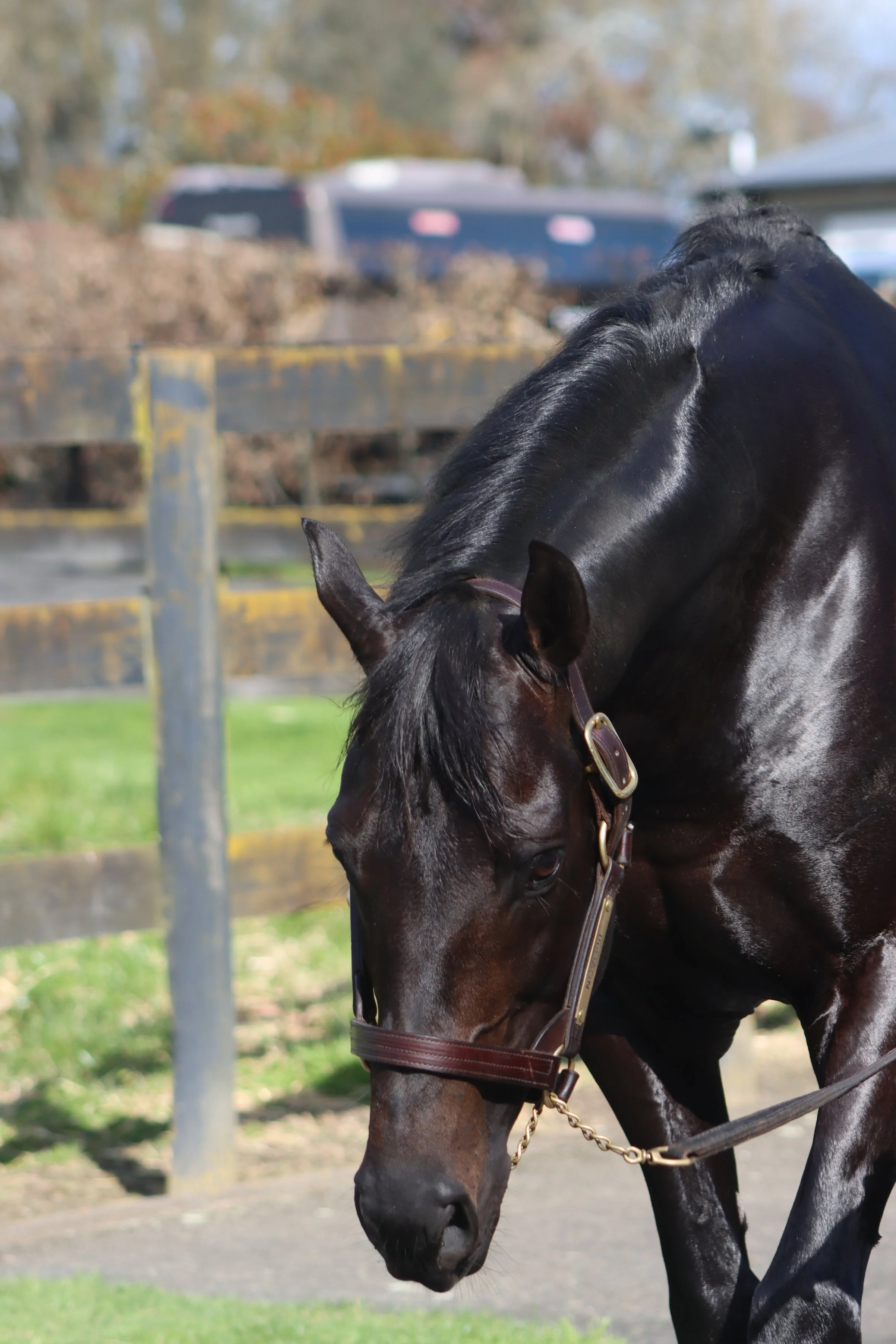A close-up of a black horse grazing outdoors near a wooden fence, with a blurred background of trees and vehicles.