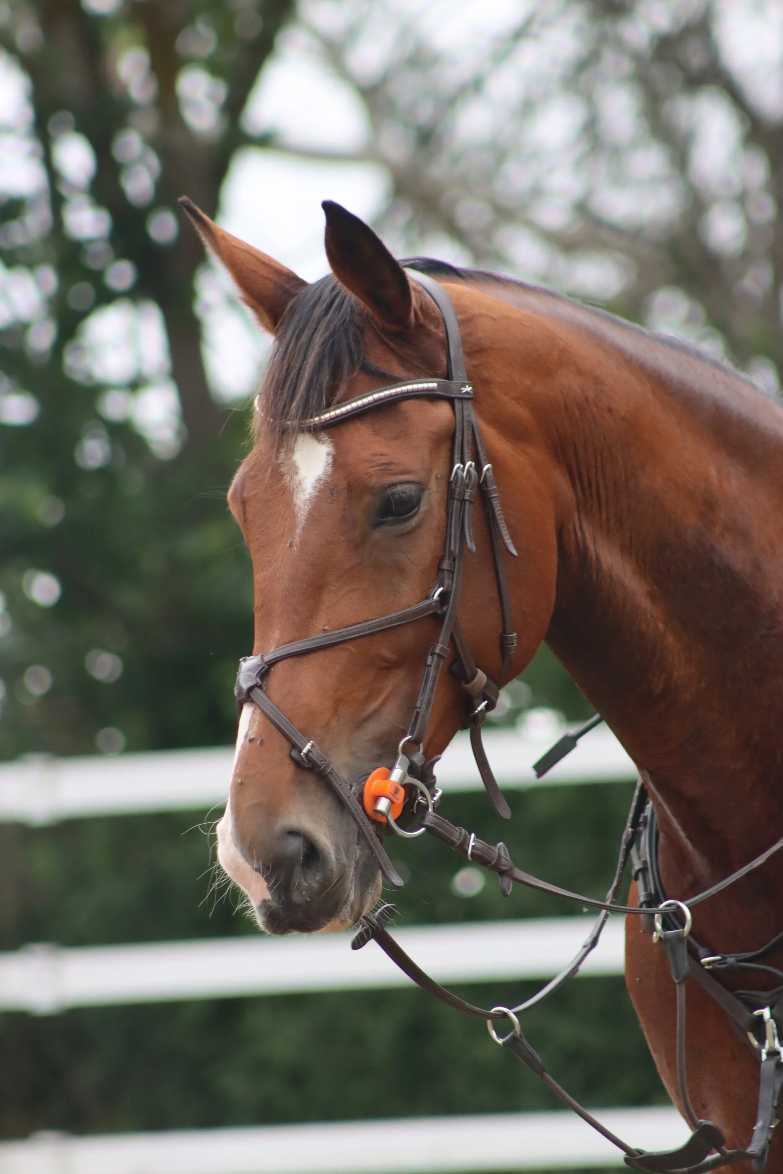 A brown horse with black mane and white markings on its face, wearing a bridle and noseband, standing outdoors near a white fence and green trees.