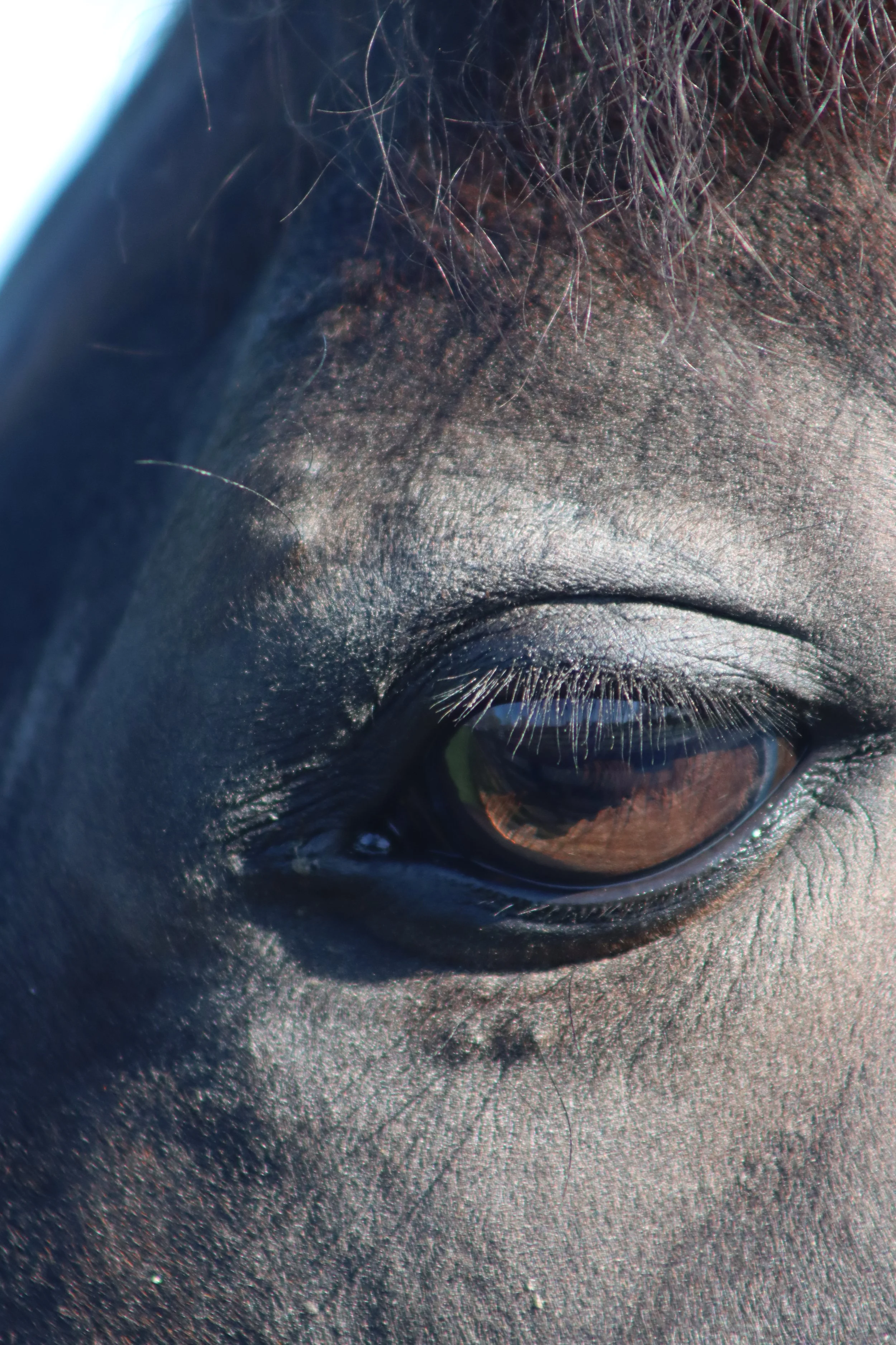 Close-up of a horse's eye and surrounding facial features.