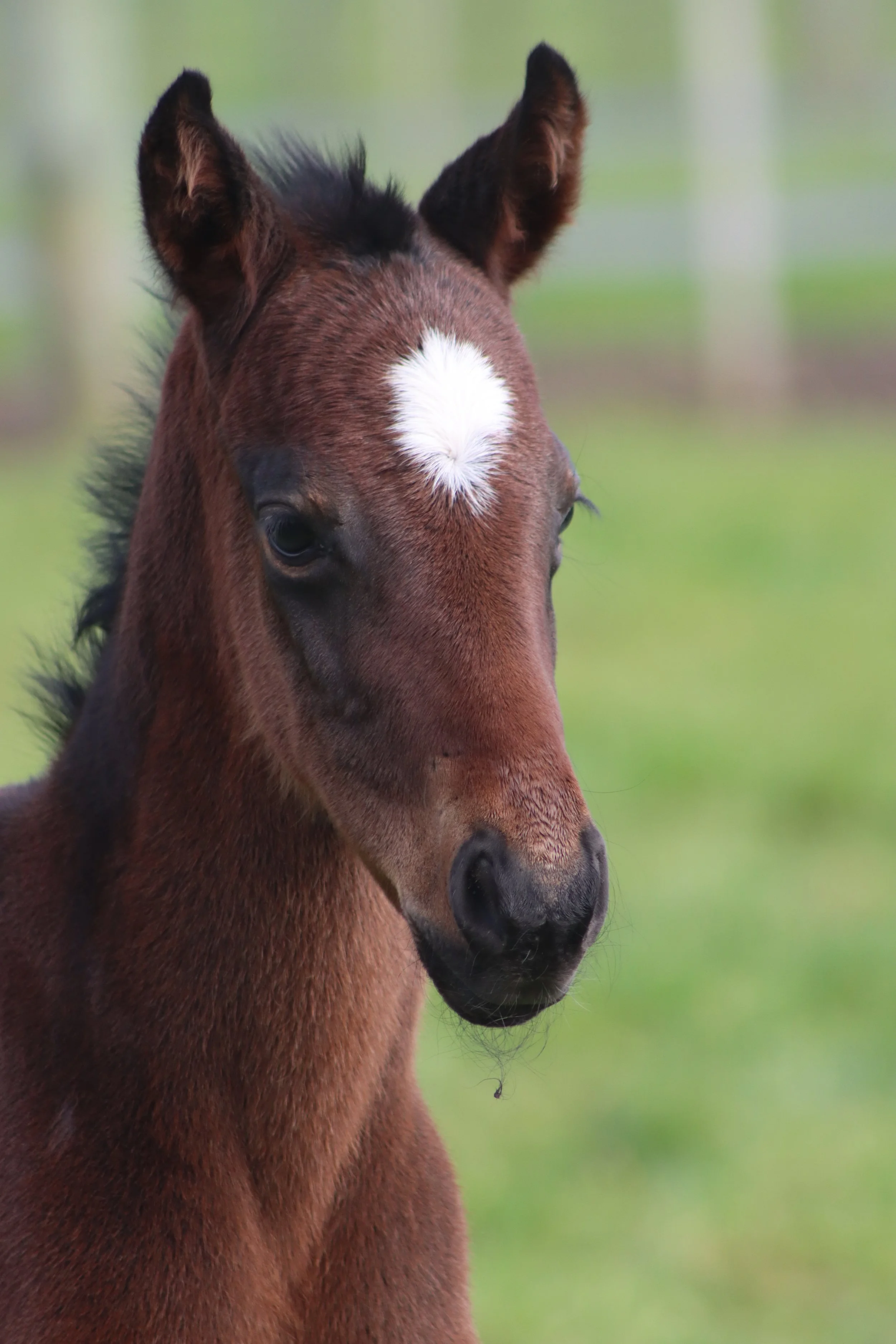 Close-up of a young brown foal with a white star-shaped marking on its forehead, standing outdoors with a blurred green background.