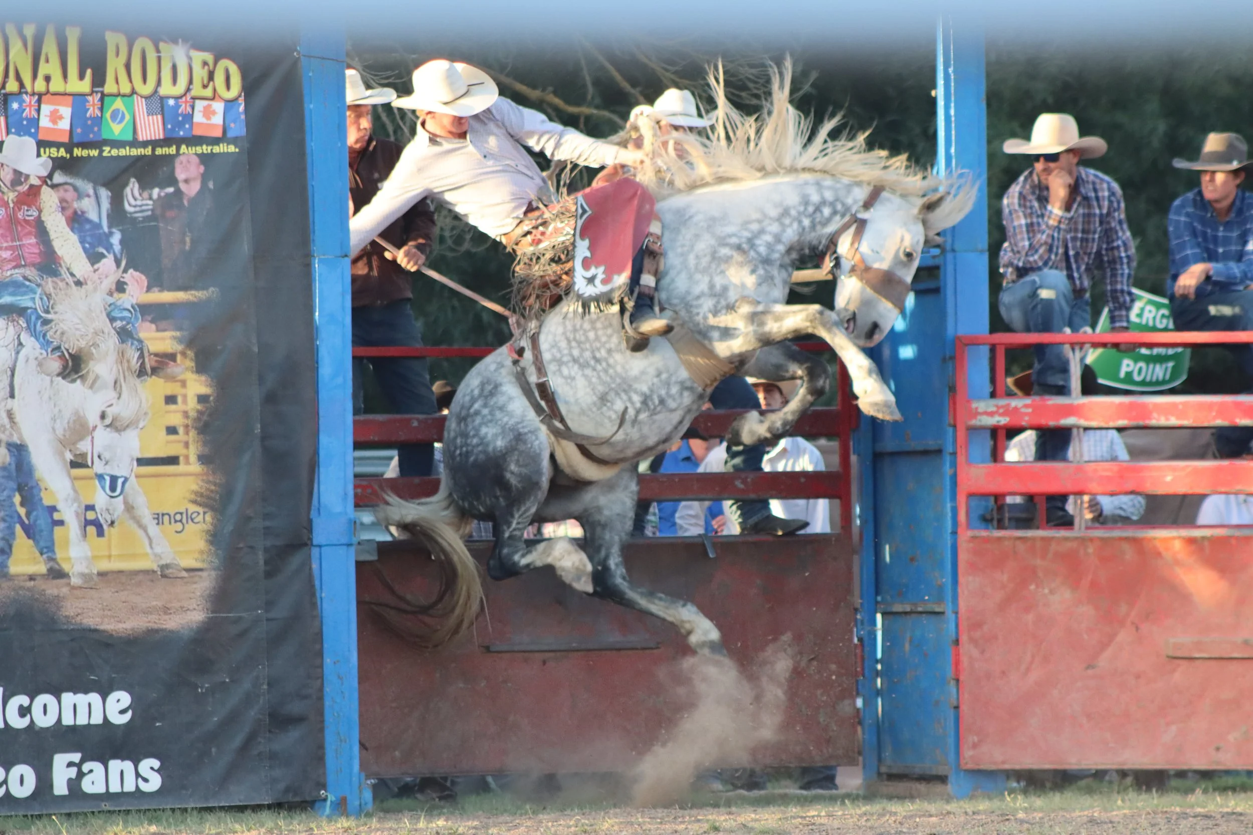 A cowboy riding a rearing gray horse during a rodeo event with onlookers watching from the sidelines.