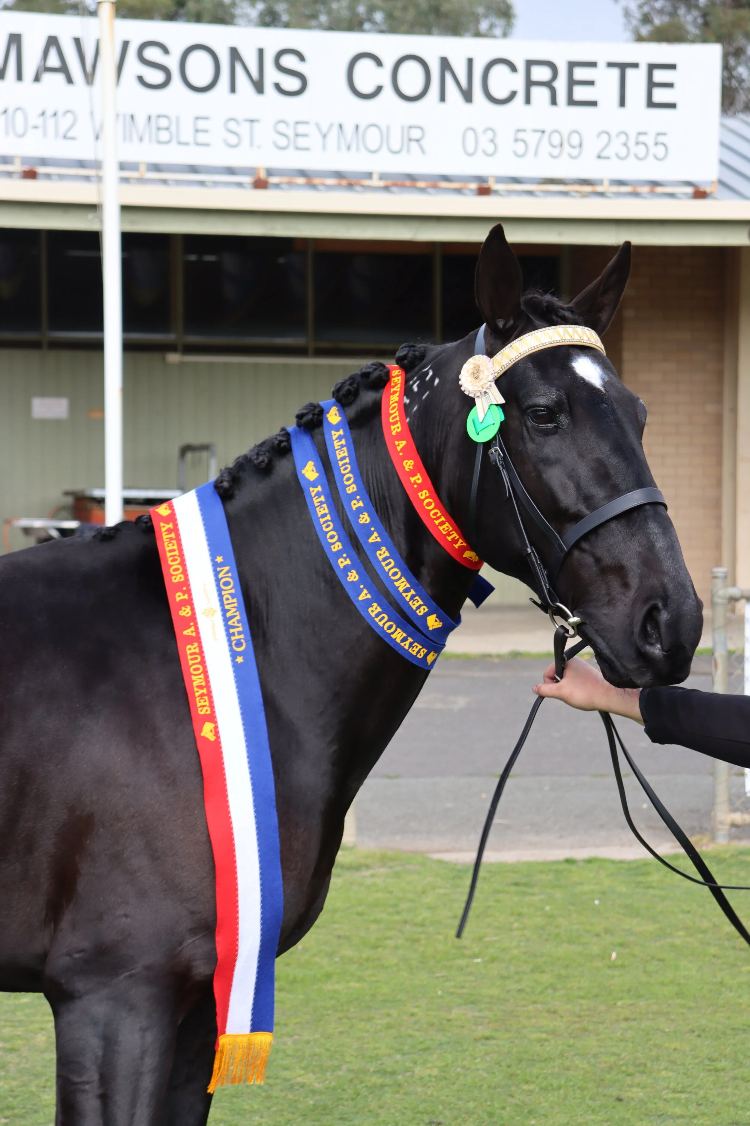 Black racehorse with multiple blue, red, and white ribbons around its neck, awarded for winning a competition, standing on a grassy area with a hand holding its bridle and a building and sign in the background.
