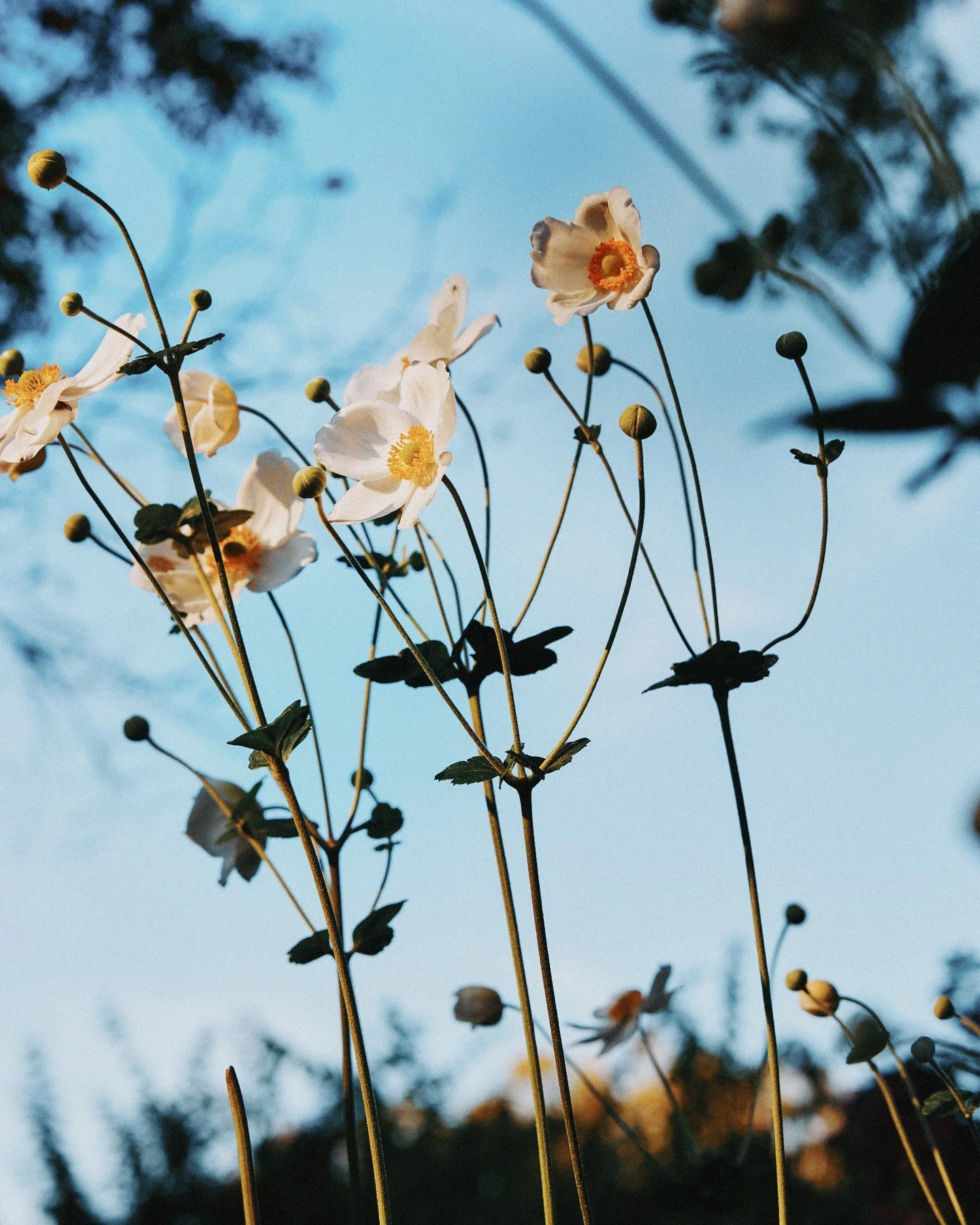 Some fall flowers at @oldwestburygardens. ⁠
⁠
#westburygardens #longisland #flowers #harvest