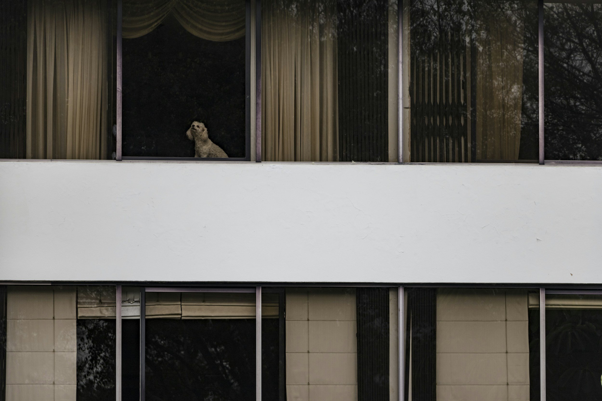 Can a Strata Stop You From Having a Pet in Your North Shore Condo?