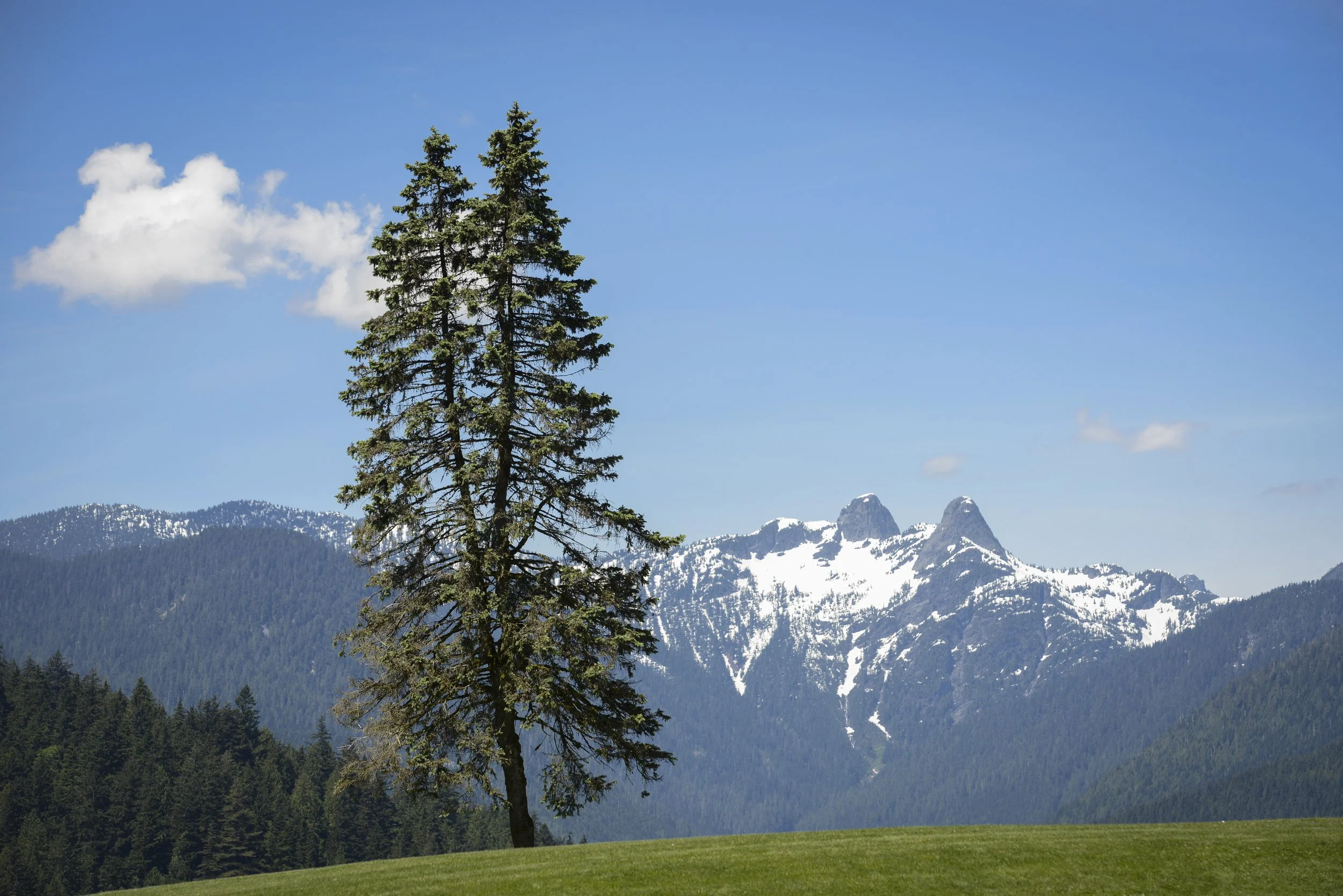Cleveland Park and the Lions