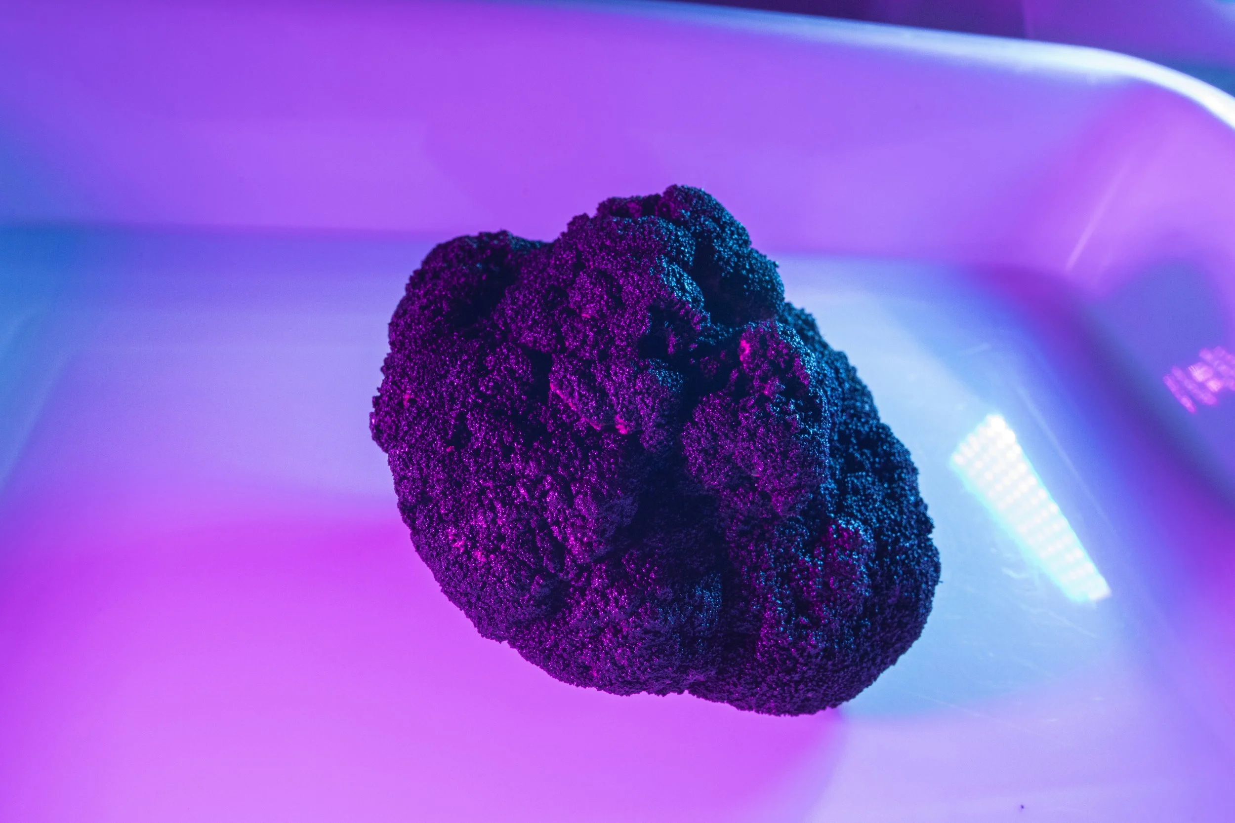 Cobalt Blue to undertake PEA for Glomar Minerals